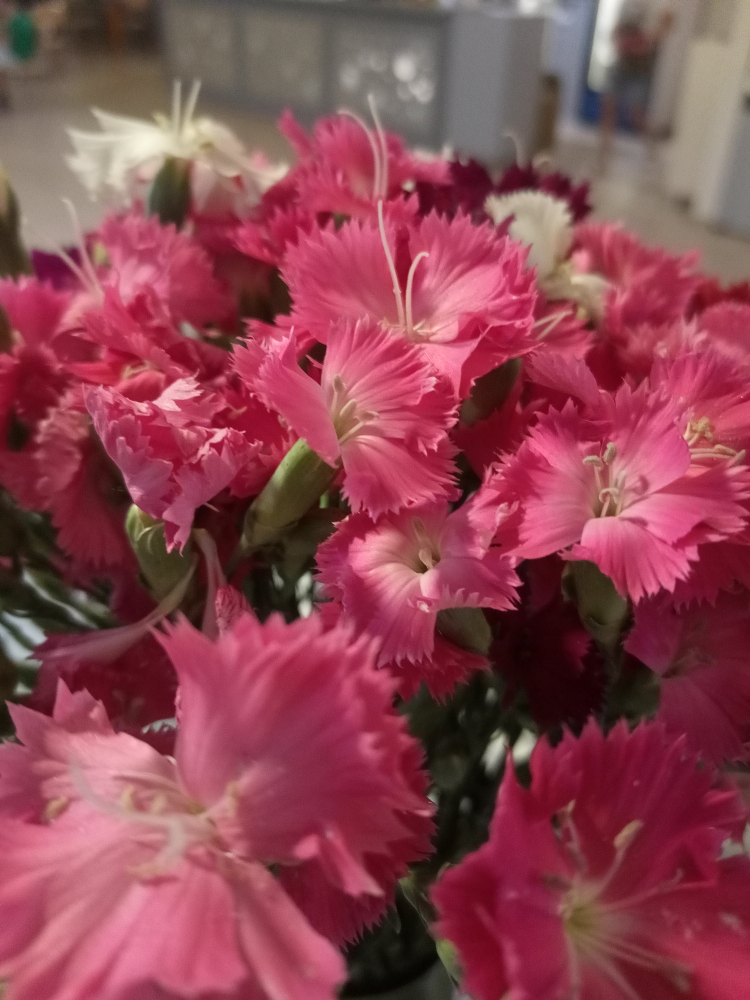 The image is a close-up shot of a bouquet of bright pink carnations. The flowers are the primary subject, filling the entire frame. Their petals are delicate and fringed, creating a soft, ruffled texture. Some white carnations are visible amongst the pink ones, providing a subtle contrast. The background is blurred, suggesting an indoor setting, possibly a room with soft lighting. The focus is entirely on the vibrant colors and intricate details of the flowers. There is no visible text in the image. The overall impression is one of natural beauty and cheerfulness, conveyed through the vivid pink hue and the freshness of the blooms.