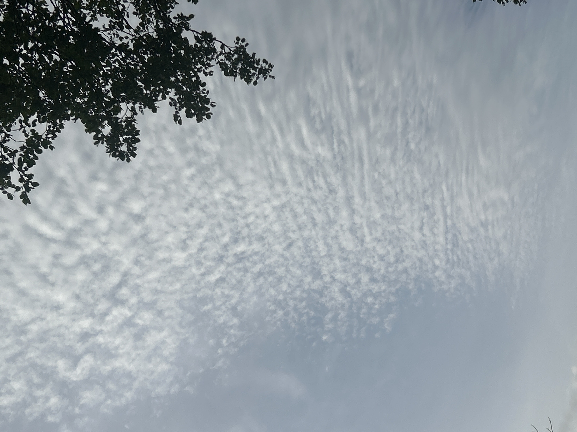 The image shows a sky with scattered clouds, appearing as ripples or waves. In the upper right corner, a silhouette of tree branches with leaves is visible against the sky. The sky is a light gray to pale blue color, suggesting an overcast or partially cloudy day. The perspective is looking upwards. The location is identified as Santa Ana, Venezuela.