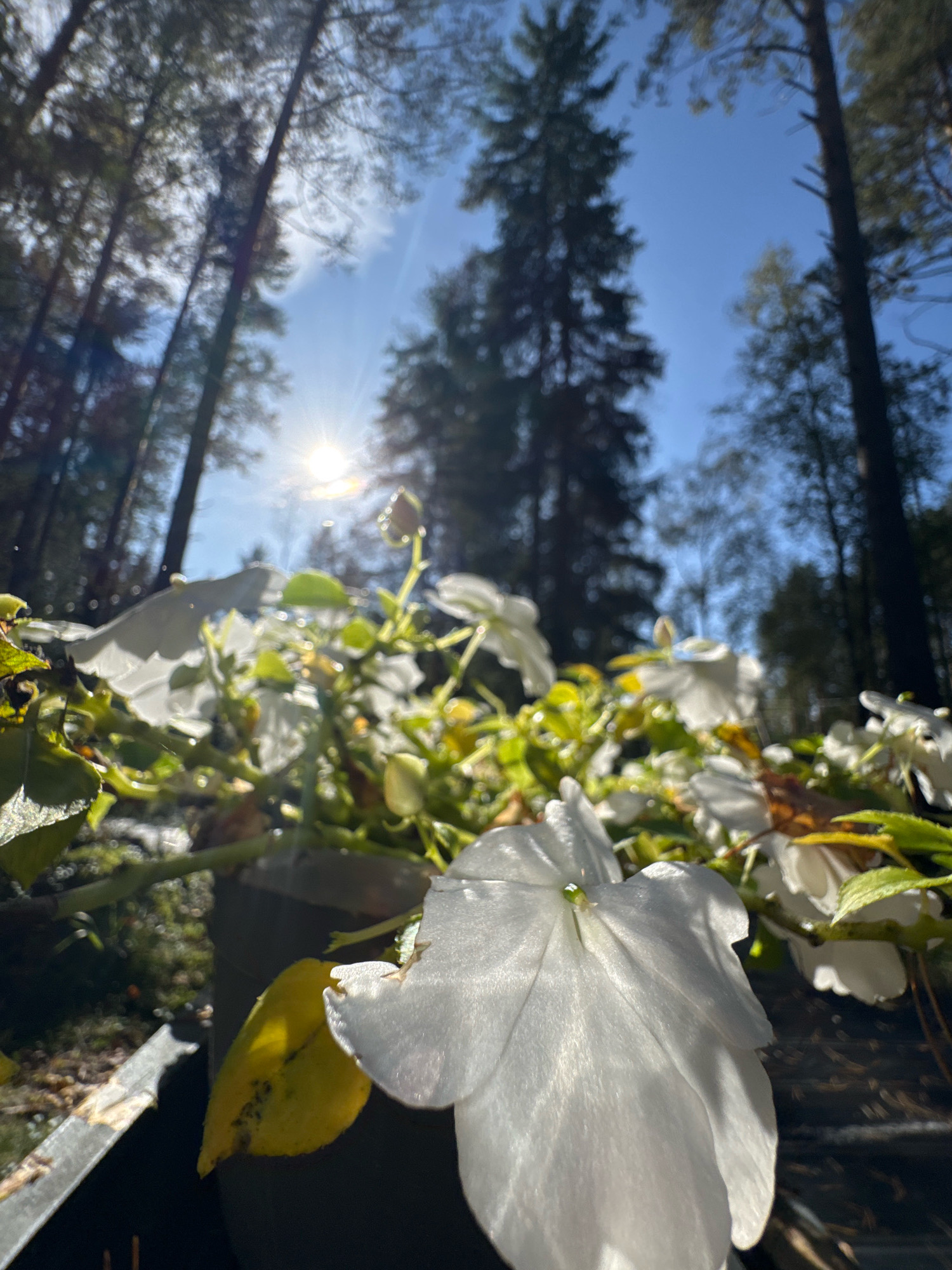 A low-angle, close-up shot captures a cluster of delicate white flowers in bloom. The flowers are the primary subjects, with one large bloom dominating the foreground, its petals softly illuminated by the sun. Behind it, more white flowers and green foliage are visible, some still in bud. The background is a blur of tall, dark trees against a bright blue sky, with the sun visible through the branches, creating a lens flare effect. The scene suggests an outdoor setting, possibly a garden or park, amidst a forest. The photograph does not contain any people or specific urban landmarks. Given the request to include location in Arfa, Russia, this image could be interpreted as depicting a natural scene within the city's vicinity, though no specific Arfa-related features are discernible.
