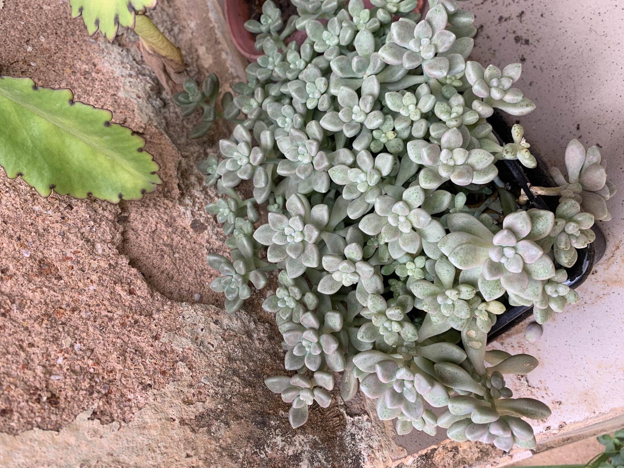 The image shows a close-up, overhead shot of succulent plants. A large cluster of pale green succulent rosettes, heavily populated with leaves, spills out of a black pot situated near a textured surface, possibly concrete or rock. To the left, a partial leaf with scalloped edges and dark spots is visible. The background consists of both a rough, reddish-brown surface and a smoother, light-colored surface. There is no indication of the location being Farin Yashe, Nigeria, or presence of people, actions, or interactions.