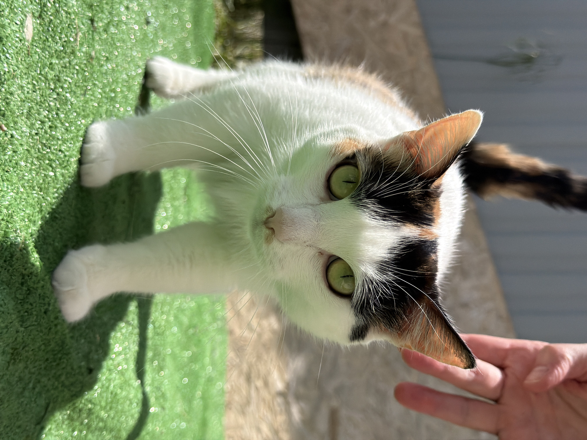 A calico cat with white paws is lying on a patch of green artificial turf. The cat has green eyes and a white and black patterned face with light orange accents. It appears to be looking up at the camera. A human hand is visible near the cat's head, possibly reaching to pet it. The background includes a light-colored wall or fence. The image appears to be taken outdoors in the daytime. No information on the image suggests a location in the city of Rossiyskiy, Russia.