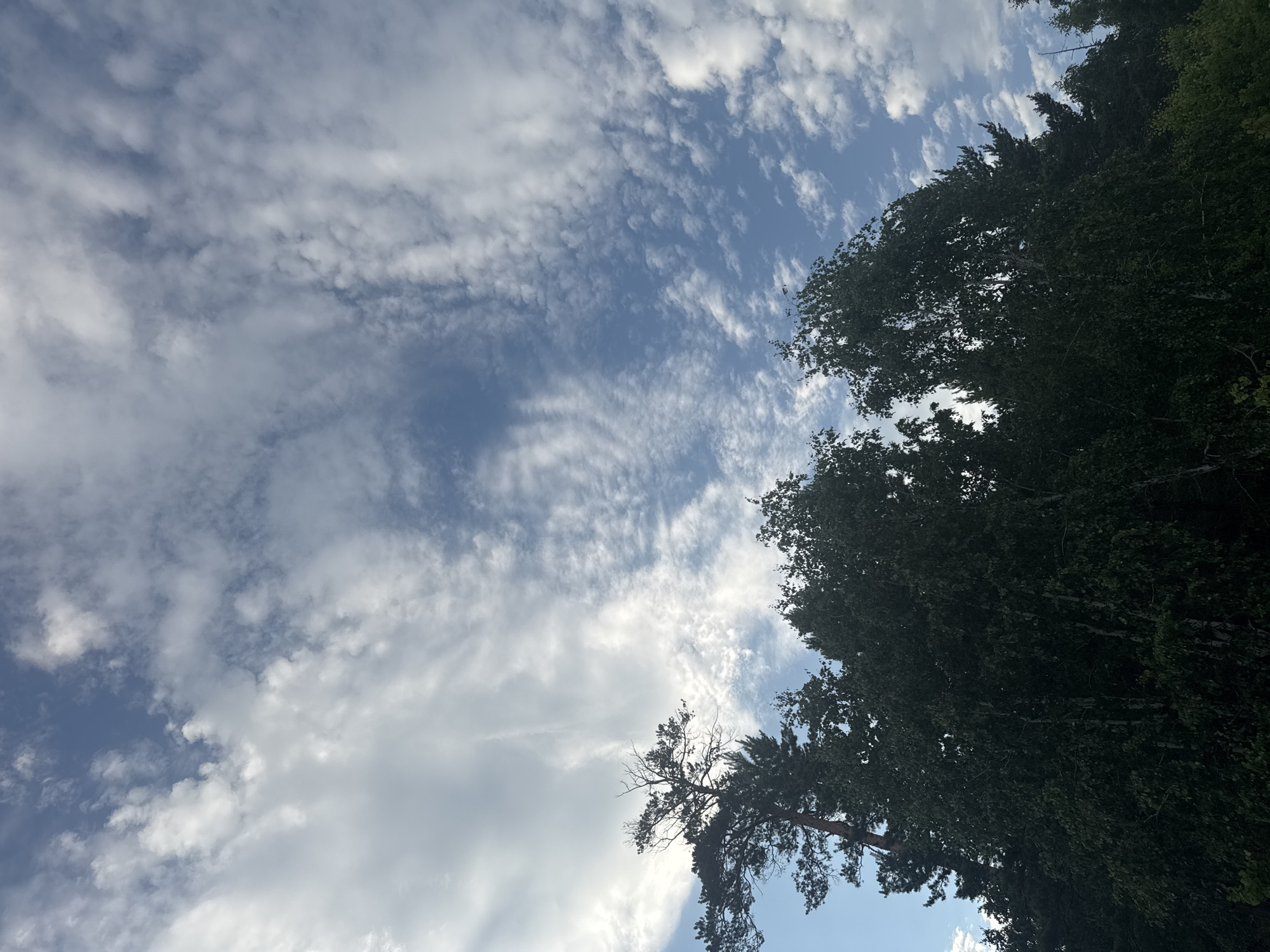 The image shows a view of the sky above a forest. The sky is blue with scattered white clouds, some of which are thin and wispy, while others are more substantial. The clouds appear to be moving, suggesting a breezy day. The tops of several trees are visible in the foreground, silhouetted against the sky. These appear to be deciduous trees, with dense foliage. A tall pine tree with sparse needles stands out among them, its top reaching higher into the sky. The overall impression is of a natural landscape under a dynamic sky. The specific location in Bratsk, Russia, is not discernible from the image itself.