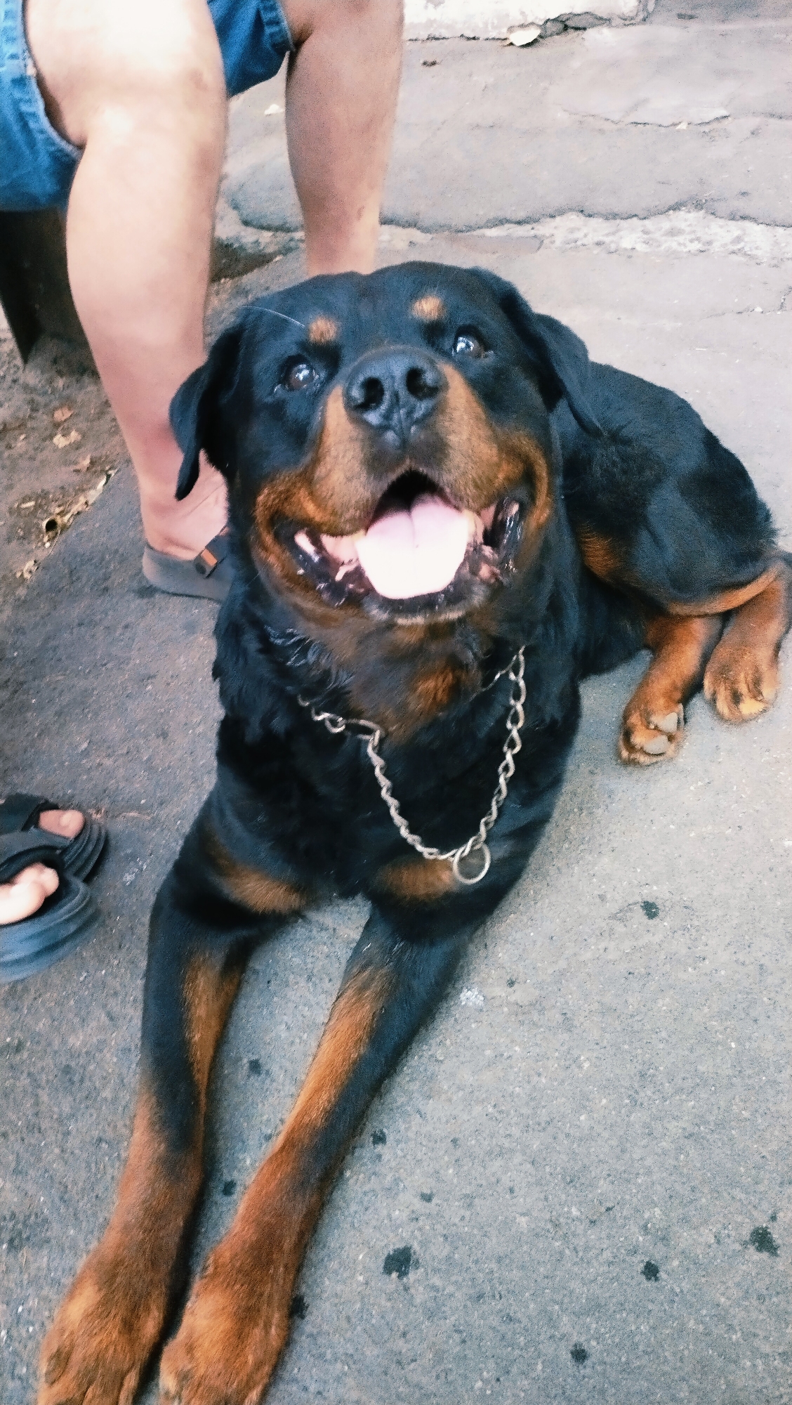 A Rottweiler dog lies on a concrete surface, its head tilted upwards and tongue extended. The dog is wearing a silver chain collar. To the left of the dog, a person's legs are visible, wearing denim shorts. The person is wearing a sandal on their left foot, and another sandal is placed on the ground to the dog's left. The background shows a cracked concrete wall and some dirt and debris on the ground. The scene appears to be outdoors in a city, likely Horishni Plavni, Ukraine, given the context provided. The lighting suggests it is daytime.