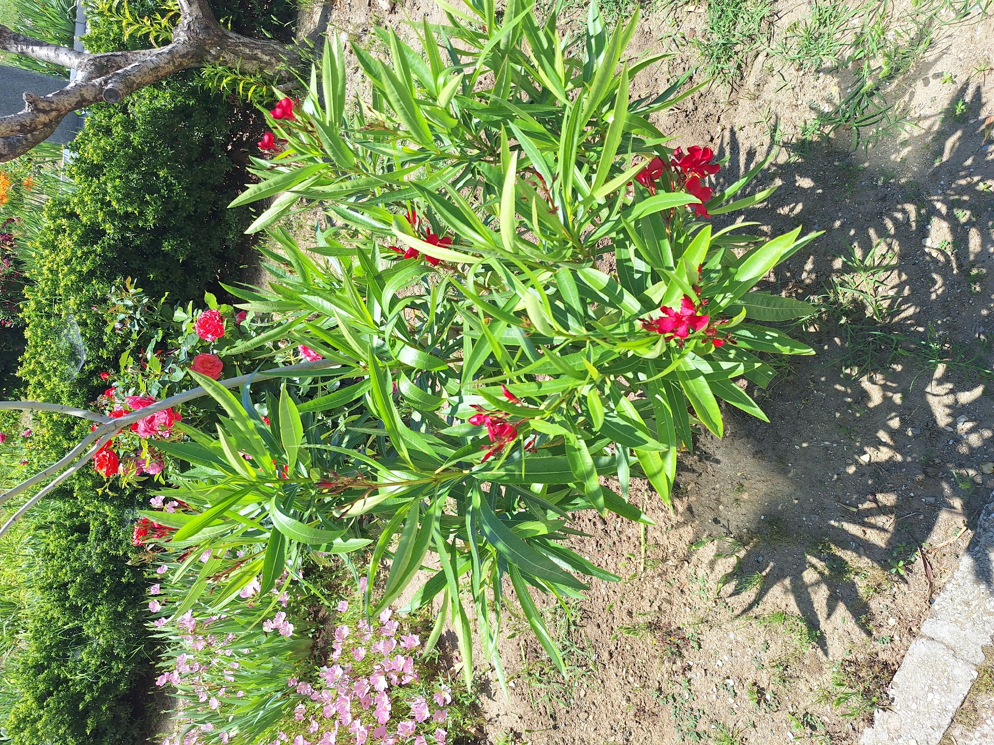 In Varna, Bulgaria, a vibrant oleander bush with bright red flowers stands prominently in a sun-drenched garden. The bush, characterized by its long, lance-shaped green leaves, is the central focus of the image. Several clusters of deep red blossoms dot the plant, adding a splash of intense color against the lush foliage.
Surrounding the oleander, a diverse array of other plants contributes to the garden's tapestry. To the left, a bed of delicate pink flowers, possibly evening primroses, creates a softer contrast. Behind the oleander, a dense green hedge forms a verdant backdrop, interspersed with hints of taller, feathery plants. In the upper right corner, the gnarled, grey bark of a mature tree trunk is visible, its branches reaching upwards.
The ground beneath the plants is a mixture of dry, sandy soil and patches of grass, indicating a well-established outdoor space. The dappled sunlight casts intricate shadows of the oleander's leaves and branches onto the soil, adding depth and dimension to the scene. The overall impression is one of a thriving, well-maintained garden, brimming with life and color under a clear sky.