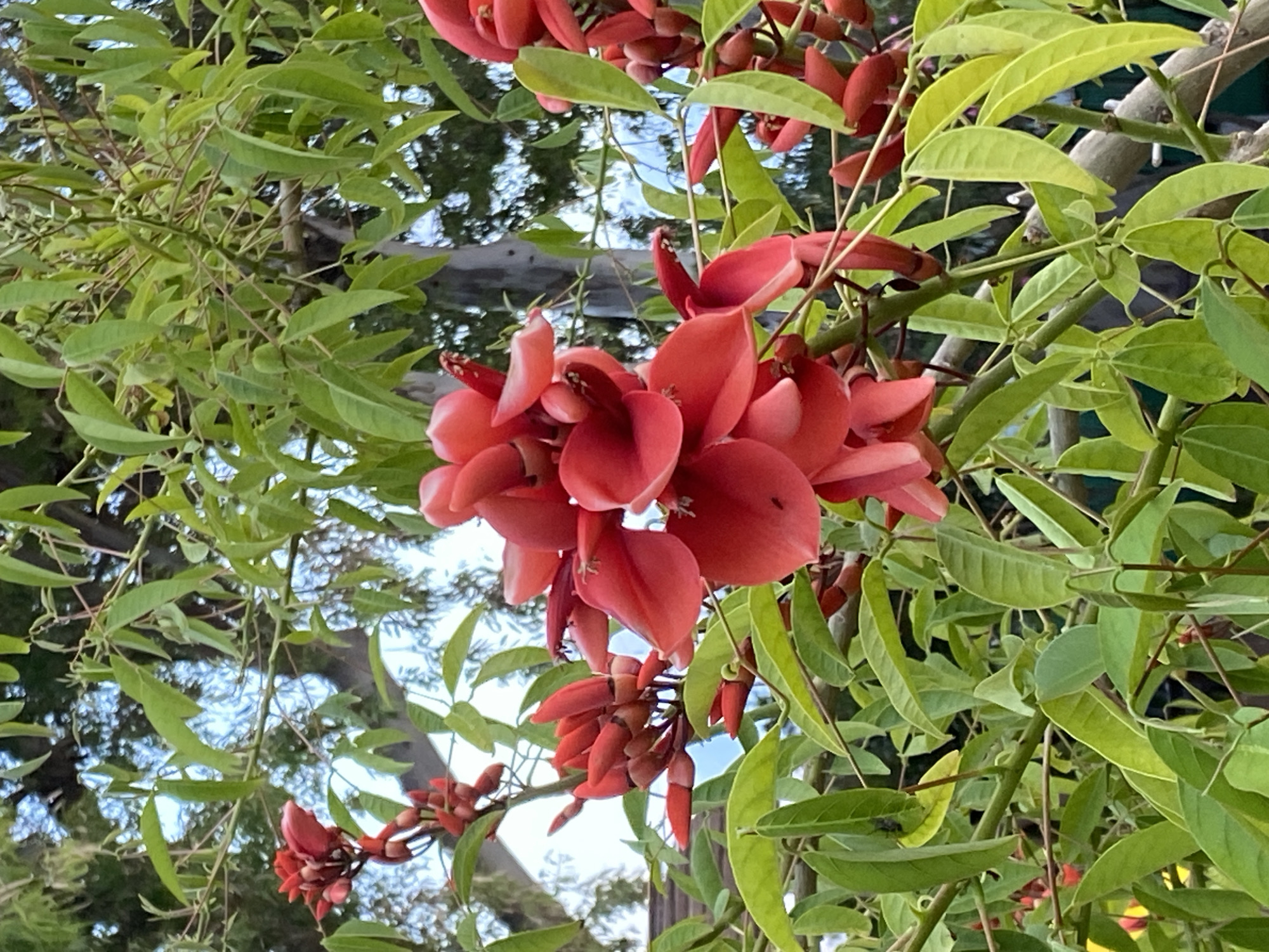 The image depicts vibrant red flowers amidst lush green foliage. The flowers appear to be clustered and are the focal point of the composition. The leaves are broad and elongated, exhibiting varying shades of green. The background shows glimpses of a tree trunk, foliage and the sky. The location is Alanya, Turkey, based on image history.
