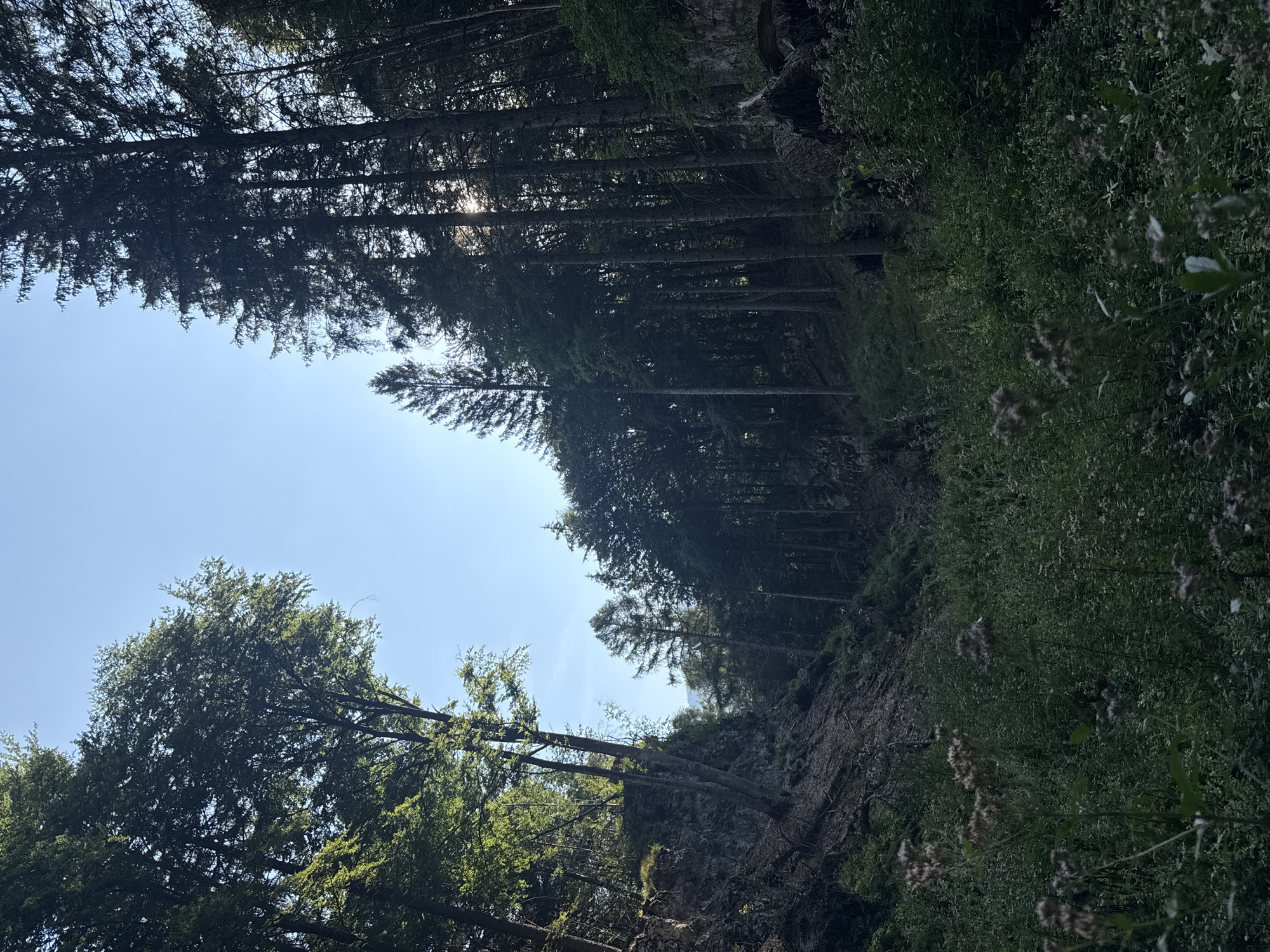 The image shows a dense forest with tall trees and a clear blue sky. The foreground is filled with lush green vegetation and some dried flowers. The trees are a mix of deciduous and coniferous species, with some appearing to be very old. Sunlight filters through the canopy, creating dappled light on the forest floor. The terrain appears to be uneven, with some rocky outcrops visible on the left side of the image. There are no people or animals visible in the scene. The overall impression is one of a wild and untamed natural landscape.