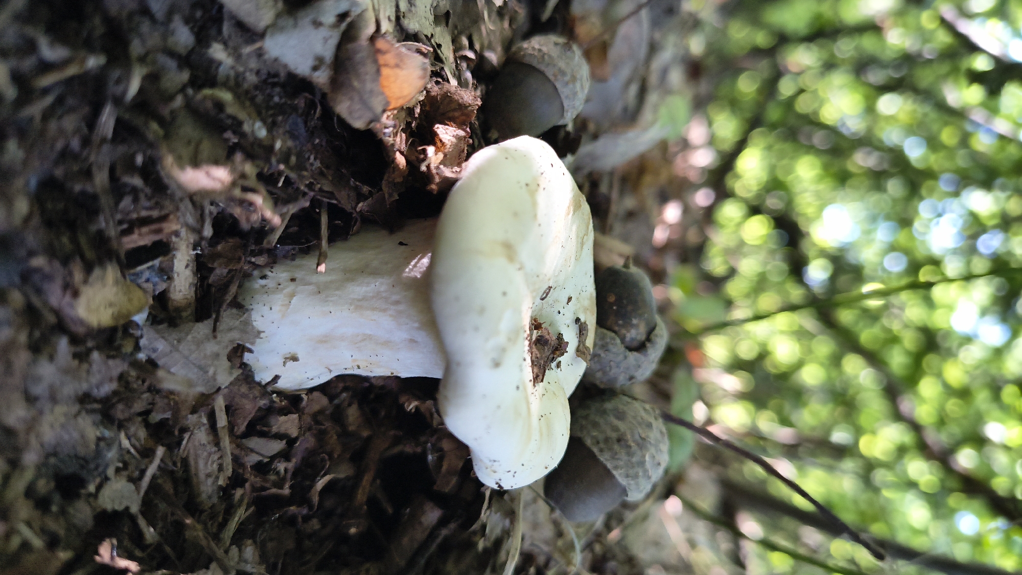 A single, pale mushroom with a slightly indented cap stands in a forest floor setting, surrounded by fallen leaves and acorns. The background is heavily blurred, showing green foliage and dappled sunlight, suggesting an outdoor, wooded environment. The lighting appears natural, with the sun casting some shadows and highlights on the mushroom and its surroundings. The focus is on the mushroom, drawing attention to its delicate texture and form. The scene evokes a sense of nature and the organic beauty of the forest.