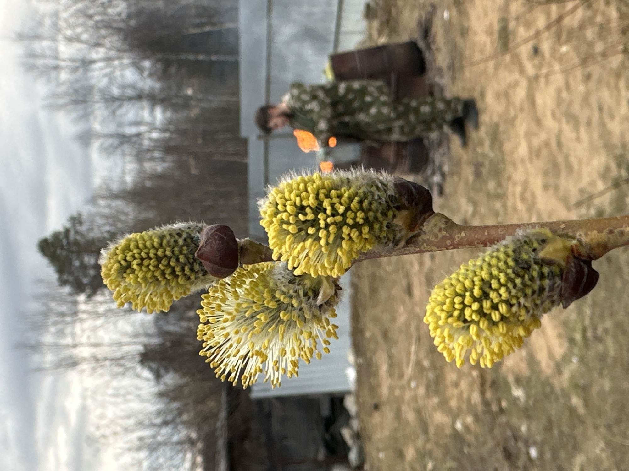 Here is a forensic description of the image:
**Scene:** An outdoor scene showing a close-up of willow branches with yellow catkins, with a blurred background suggesting a more expansive environment.
**Subject:** The primary focus is on a branch displaying four catkins. Some are fully emerged, exhibiting their yellow pollen, while others remain partially enclosed in their bud scales.
**Objects:**
* **Willow Branch:** The central element, bearing the catkins.
* **Catkins:** The flowering structures of the willow, some with their bright yellow pollen exposed.
* **Barrel:** Two rusty barrels are visible in the background.
* **Figure:** A person is behind the barrels in camouflage clothing and appears to be lighting or tending a fire in front of the barrels.
* **Flame:** Fire being lit behind the branch, in the background.
**Actions:**
* The primary visible action is the burning, or lighting, of the object in front of the barrels.
**Environment:** The background suggests an outdoor setting in a possibly rural or semi-rural location. There's evidence of trees and what appears to be a building.
**Location:** The location in the city of Unknown, Unknown cannot be determined from the image alone.