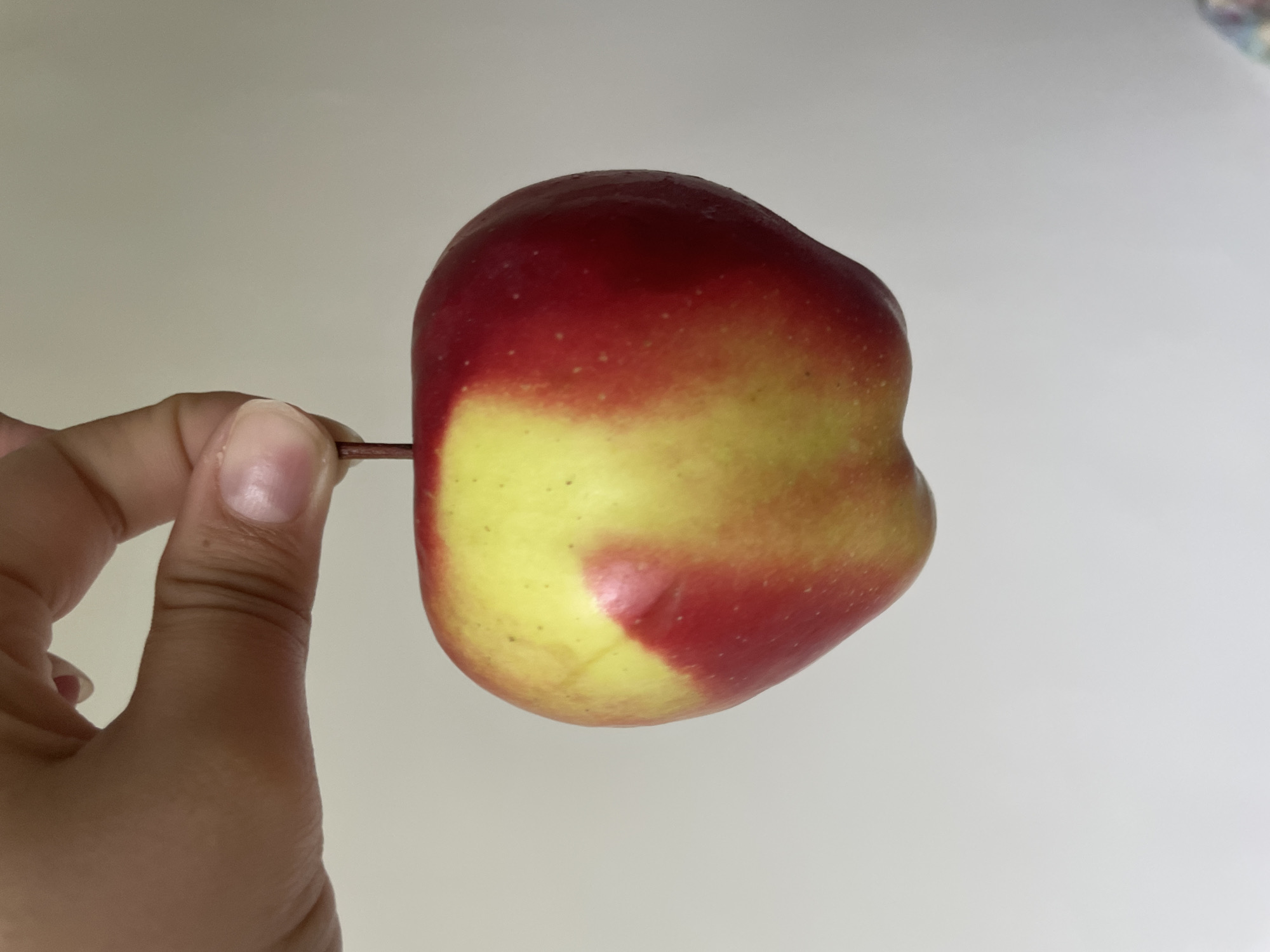 A human hand is prominently featured on the left, holding a red and yellow apple by its stem against a plain, light gray background. The apple displays a vibrant color transition, with deep red hues dominating the top and blending into a bright yellow on the lower and central portions. The skin of the apple has a subtle speckled texture, and its shape is somewhat irregular, deviating from a perfect sphere. A thin, dark brown stem, or possibly a skewer, protrudes from the side of the apple and is grasped between the thumb and forefinger of the hand. The hand has a light skin tone, and the fingernails are natural and neatly trimmed. The lighting is soft and even, suggesting an indoor setting. There are no discernible location cues within the image itself to confirm the context of Plovdiv, Bulgaria, nor are there any visible texts, specific time of day, weather conditions, or explicit emotions conveyed. The image focuses closely on the interaction between the hand and the fruit.