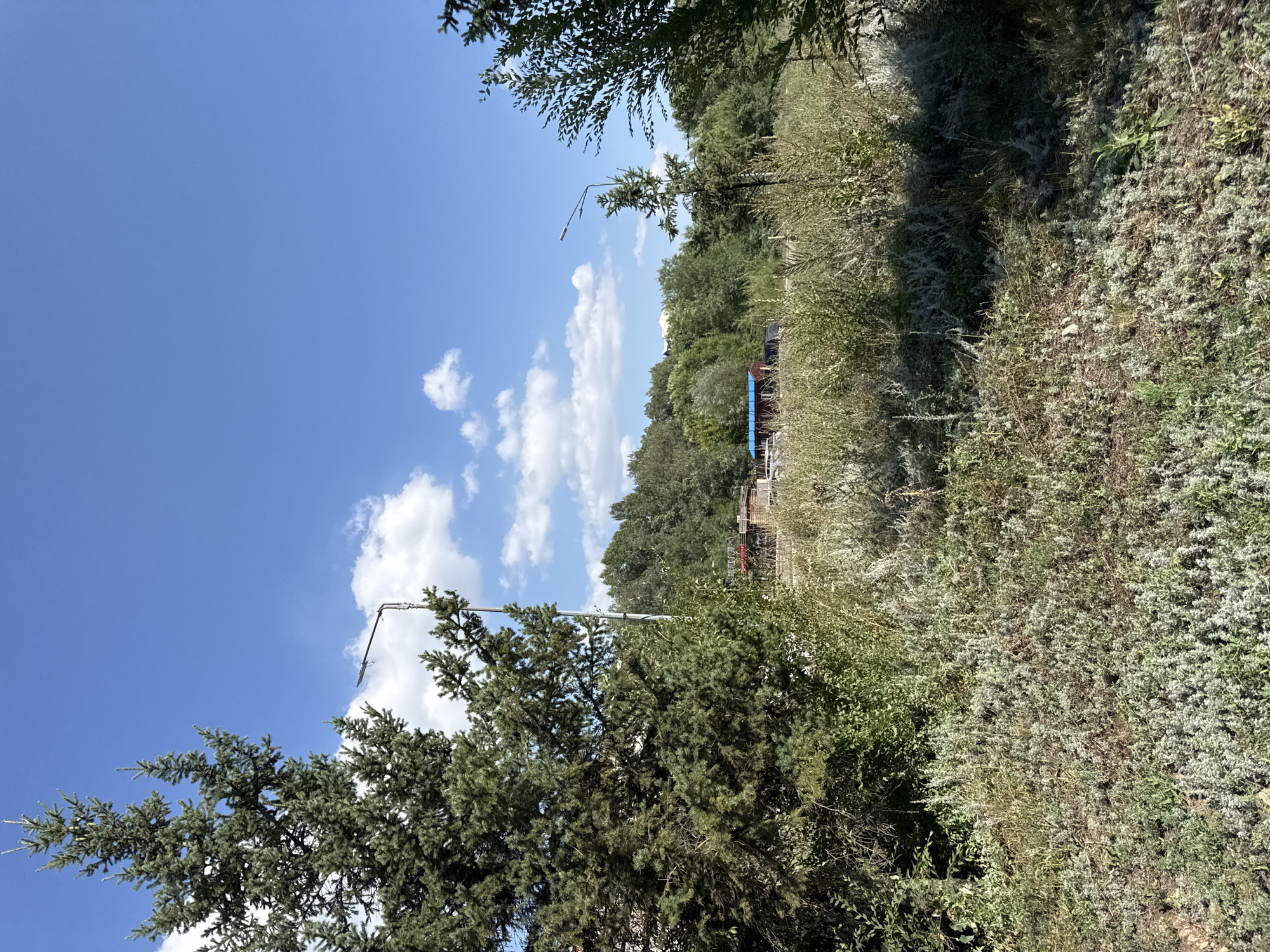 The image shows a sunny outdoor scene with a clear blue sky and scattered white clouds. In the foreground, there is dense, dry vegetation, including tall grasses and smaller plants with a grayish-green hue. A large evergreen tree with dark green needles is prominent on the left side of the frame, partially obscuring the view behind it.
In the middle ground, there are more trees forming a dense line across the horizon. Some low-lying structures, including a building with a red roof and a blue roof, are partially visible amongst the trees. There are also two tall streetlights with single lamps, one visible to the left of the evergreen tree and another in the middle distance. The ground in the middle and background appears to be uneven and covered with vegetation.
The overall impression is a semi-rural or undeveloped area, possibly on the outskirts of a city. Given the location specified as Oskemen, Kazakhstan, this could be a park, a roadside area, or an undeveloped lot in or near the city. There are no people or animals visible in the image.