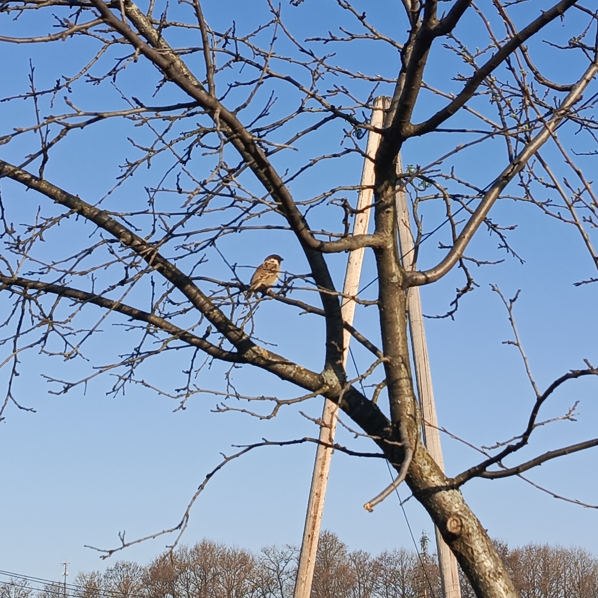 A small brown bird with a dark head perches on a bare branch in a tree. Two wooden poles support the tree trunk. In the background, a clear blue sky is visible above bare trees and distant structures. This image was taken in the city of Chaikovsky, Russia.
