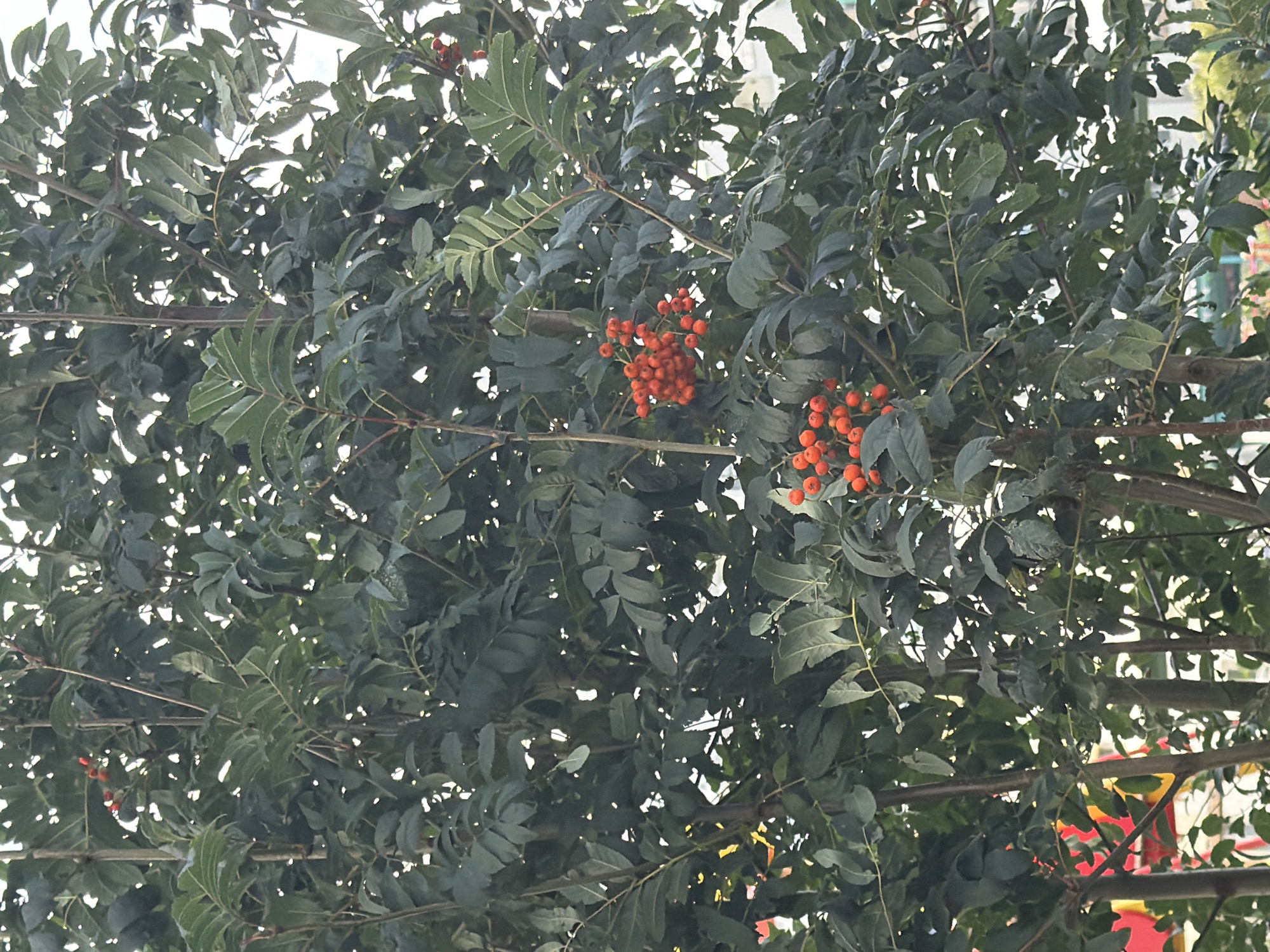 The image captures a close-up view of a tree adorned with bright orange berries, set against a backdrop of lush green foliage. The berries are clustered together on stems, creating a vibrant contrast with the darker leaves. The tree appears to be a Rowan tree, commonly found in temperate regions. The background suggests an outdoor setting, possibly a park or a residential area, with hints of buildings or other structures partially visible through the leaves. The lighting indicates it's daytime, with soft natural light illuminating the scene. There are no people or animals present in the frame, focusing solely on the natural elements of the tree and its fruit. The image is taken from a slightly upward angle, looking into the dense canopy of the tree. It's not possible to determine the exact location within Yekaterinburg from this image alone, as trees with berries are common throughout the city.