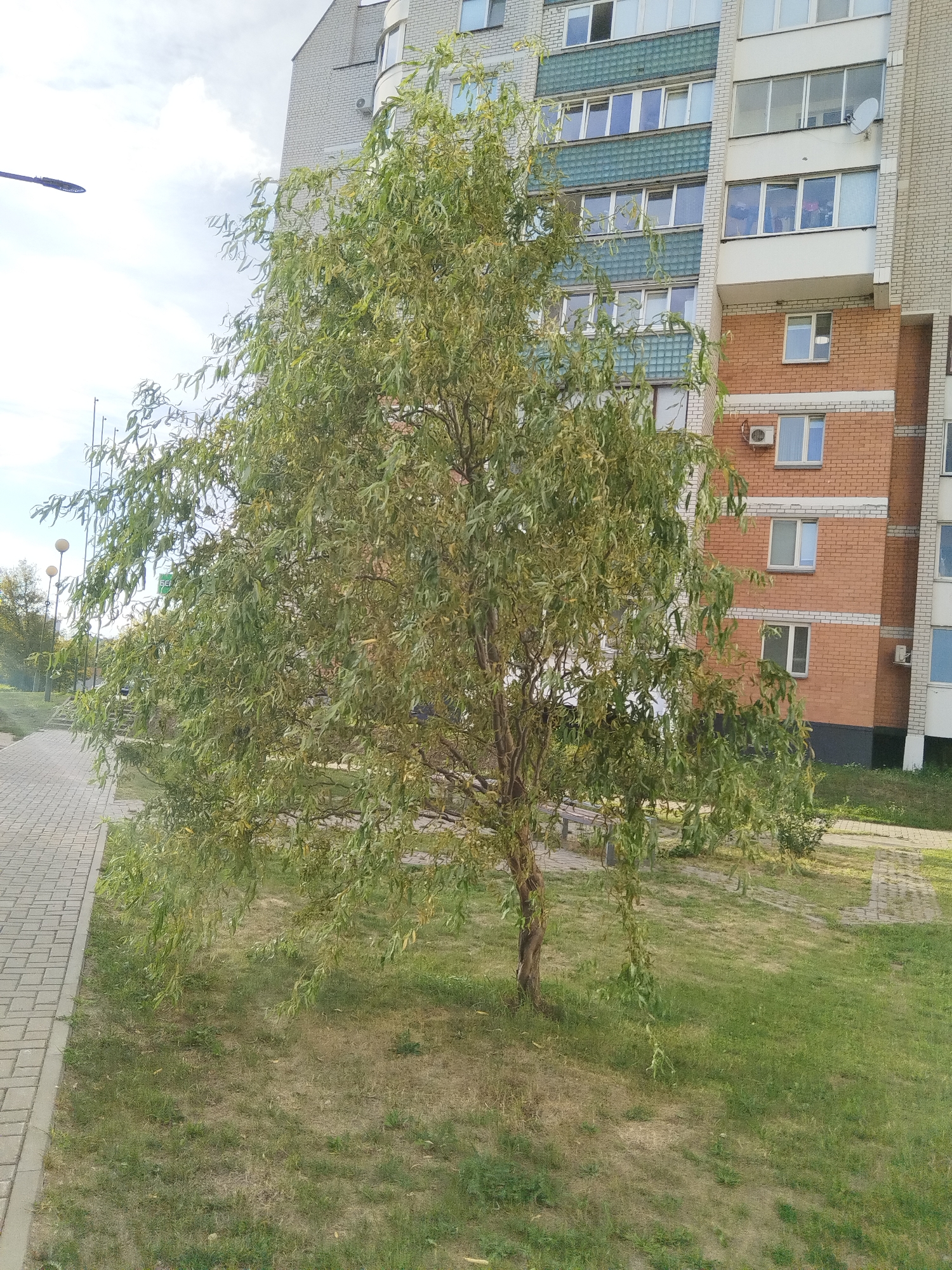 A medium shot captures a weeping willow tree in the foreground, its long, drooping branches reaching towards the ground. The tree is set against the backdrop of a multi-story apartment building. The building features a facade of light grey brick on the upper floors and a lower section clad in reddish-orange brick. Several windows, some with white frames and others with blue glass, are visible. An air conditioning unit is mounted on the orange brick wall. To the left of the tree, a paved walkway made of grey interlocking bricks runs along the edge of a grassy area. The grass is a mix of green and dry patches. In the distance, a street lamp with two lights can be seen. The sky is partly cloudy with a bright, overcast appearance. This scene is located in the city of Brest, Belarus.