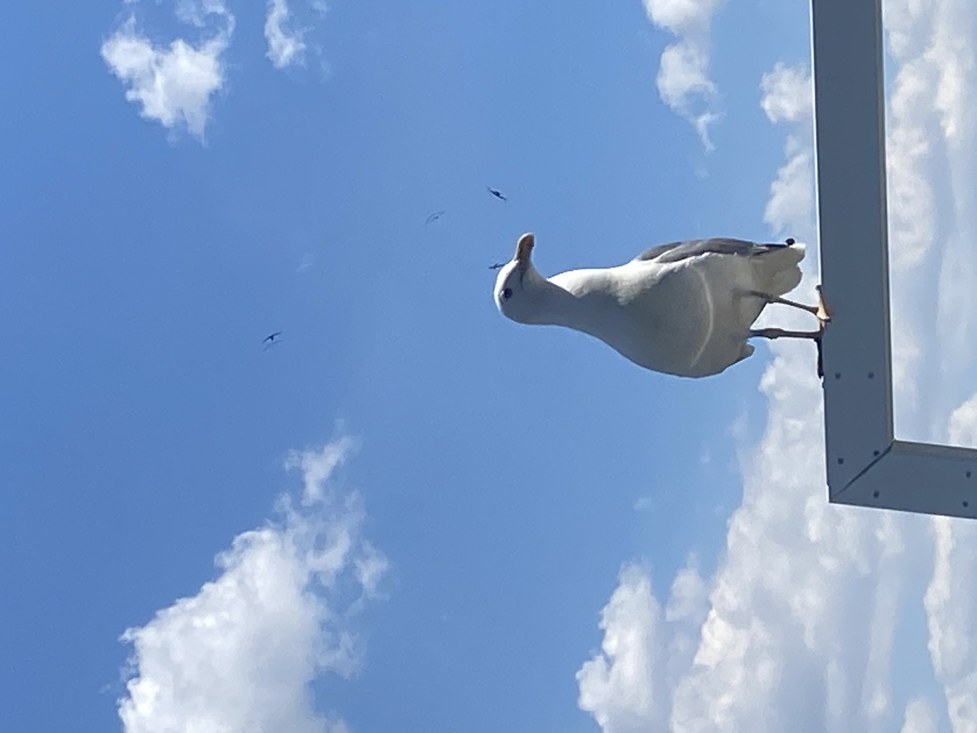 A seagull stands on a metallic structure against a bright blue sky with scattered white clouds. The seagull is primarily white with gray wings and a yellow beak. In the background, several smaller dark specks are visible against the sky, appearing to be distant birds in flight. The metallic structure appears to be part of an outdoor installation, possibly a railing or a frame, with visible rivets. The image's composition, with the seagull prominently positioned in the foreground against a vast sky, suggests an open environment, potentially a coastal area. The image could have been taken in Burgas, Bulgaria, known for its seaside location and abundant birdlife.