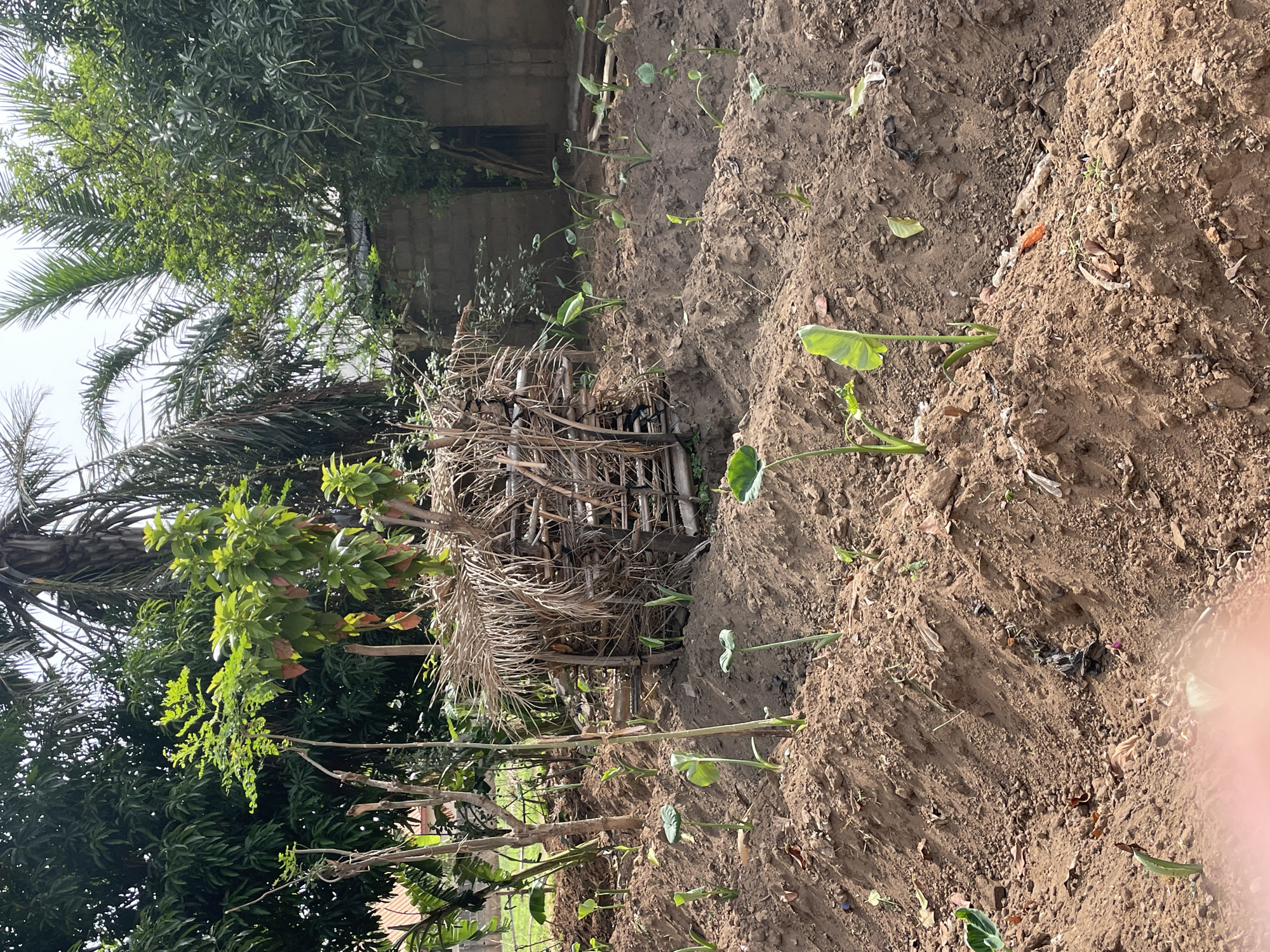 The image displays an outdoor agricultural scene under bright daylight, set in what appears to be a rural or semi-urban area, consistent with Akwanga, Nigeria.
In the foreground and extending towards the mid-ground, the cultivated land features several neat rows of raised soil mounds. These mounds are home to numerous young, vibrant green plants with distinct heart-shaped or rounded leaves, characteristic of taro (Colocasia esculenta) or similar aroid species, indicating active farming. The soil is dark brown and appears tilled.
Further into the mid-ground, a rudimentary, handcrafted structure made from an assortment of dry sticks and branches serves as either a fence or a support. To the left of this structure, various trees and shrubs contribute to the dense foliage.
The background is dominated by lush vegetation beneath a bright, clear sky. Several tall palm trees with their characteristic fronds are prominent. Interspersed among them are other broad-leafed green trees, some of which bear roundish, unripe fruits, strongly suggesting mango trees. Behind this green canopy and the stick structure, a simple building constructed from concrete blocks or similar material is partially visible.
The scene conveys an ongoing agricultural activity, likely crop cultivation. The bright, even lighting indicates it is daytime. There are no people visible in the image, and no visible text. The overall impression is a peaceful, productive tropical landscape.