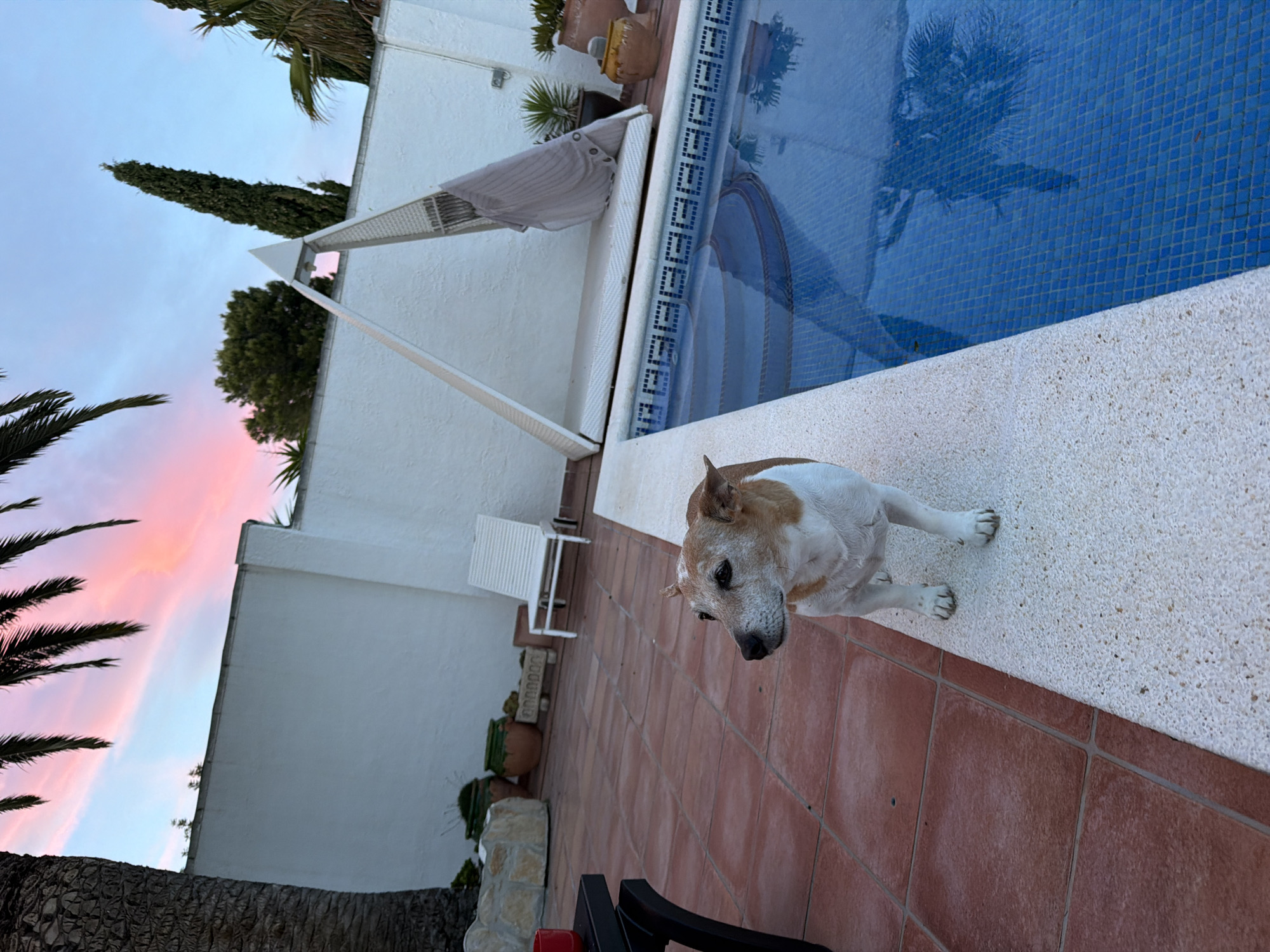 A medium shot captures a dog beside a pool with pink clouds in the sky in Mont-roig del Camp, Spain. The dog, primarily white with brown patches on its head and ears, stands on a textured off-white surface, its paws near the edge of reddish-brown tiles. Behind the dog, a swimming pool features blue mosaic tiles and a white coping. A white lounge chair sits near a white wall. In the background, the sky displays a gradient of colors ranging from blue to pink, with palm trees and other vegetation silhouetted against it. The scene is well-lit, suggesting either early morning or late afternoon. A portion of dark colored furniture is visible in the lower part of the frame.
