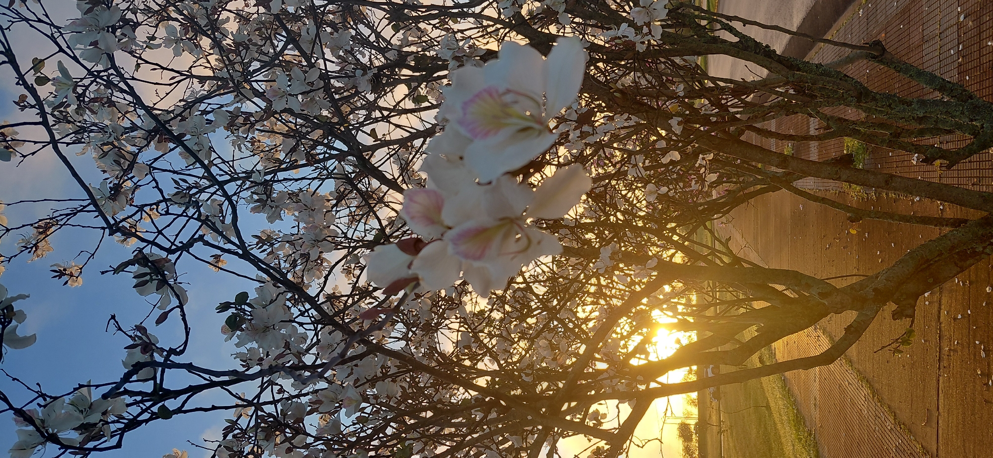 The image shows a close-up of white and pink flowers blooming on tree branches against a sky with sunset colors. The sun's rays are visible, filtering through the branches and casting a warm, golden light on the scene. The foreground is dominated by the textured bark of the trees and the delicate petals of the flowers. In the background, a brick walkway runs alongside a grassy area. A street is visible on the right side of the image. The overall impression is one of natural beauty during a sunset in a park-like setting. The location is a sidewalk in Encarnacion, Paraguay, evident from the specific type of brick used for the walkway and the distinct style of trees commonly found in the region.