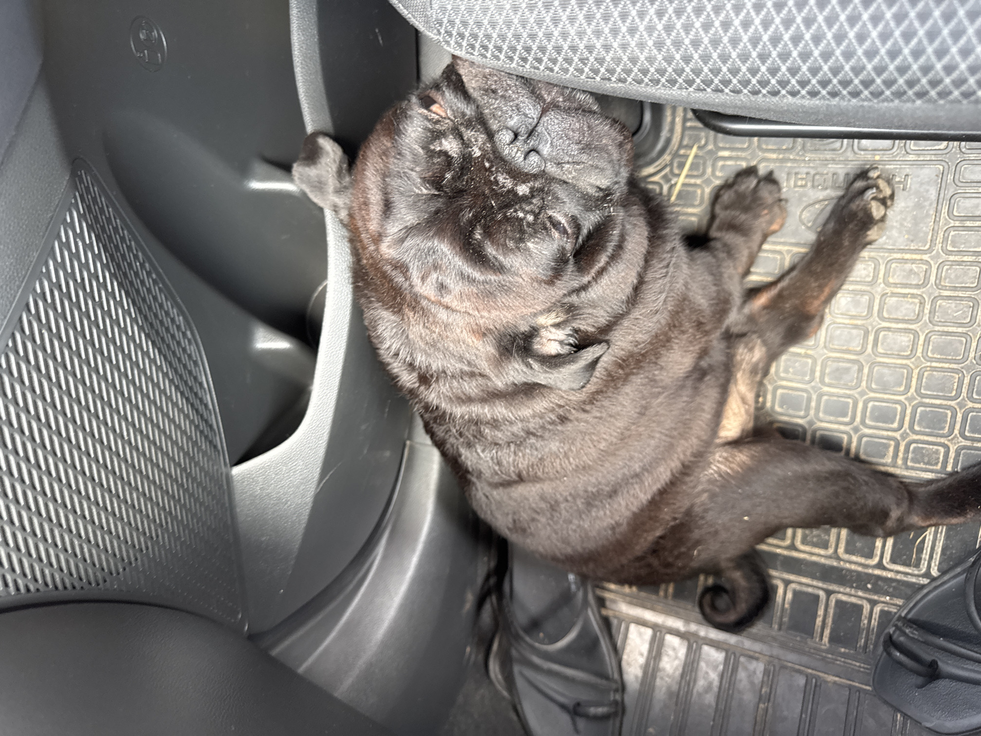 A black pug dog is lying down in the footwell of a vehicle, possibly on the passenger side. The dog is positioned with its head resting against the side of a seat. The interior of the car is visible, including dark plastic trim and a textured rubber floor mat. The dog's tail is curled. The scene is dimly lit. The location of Gorshki, Russia, is not discernible from the image.