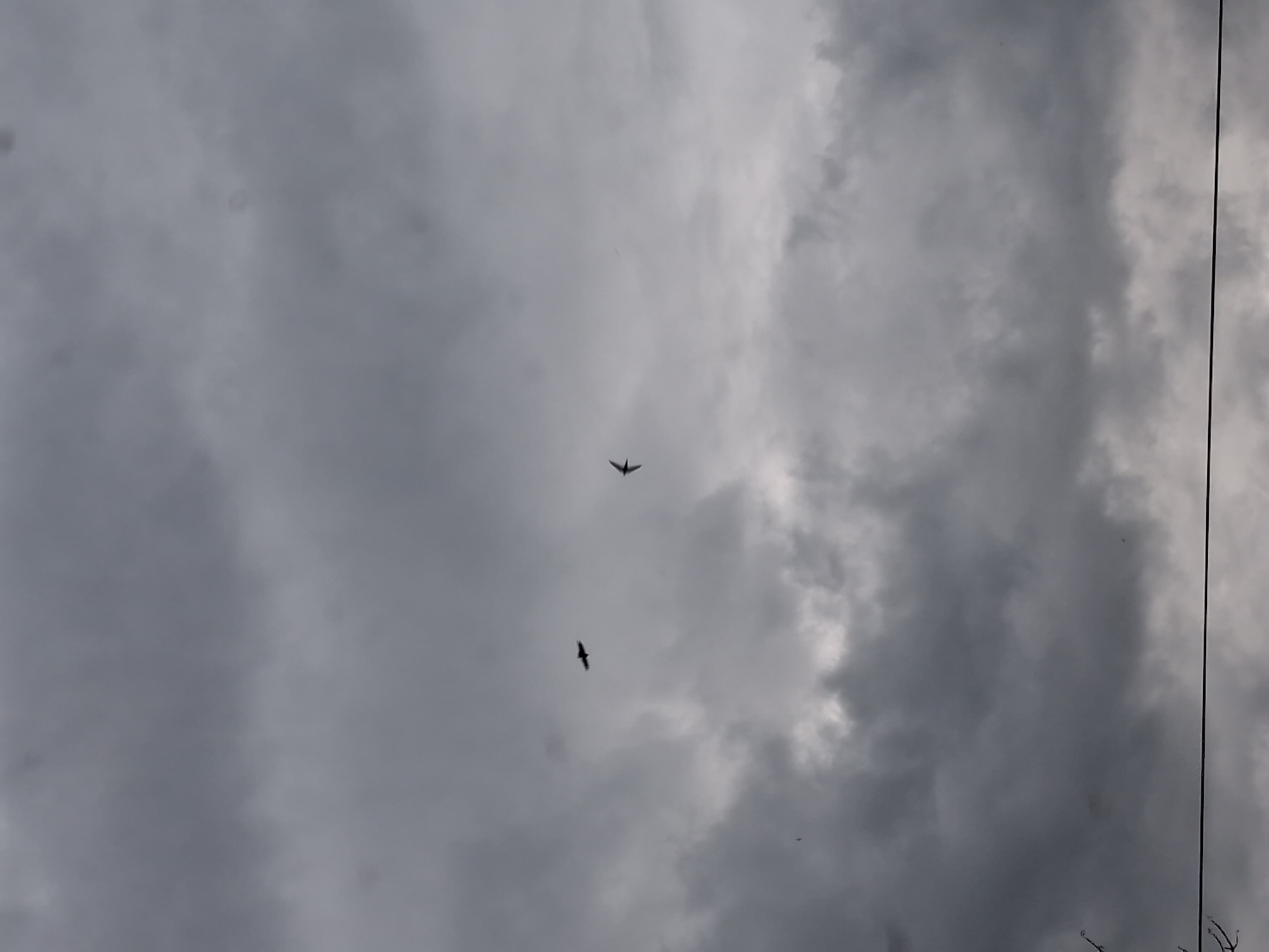 Two birds are flying in a cloudy sky. One bird is on the left side of the image and the other bird is on the right. The sky is overcast with dark clouds, suggesting it might rain. There is a wire in the foreground, stretching horizontally across the bottom of the image.