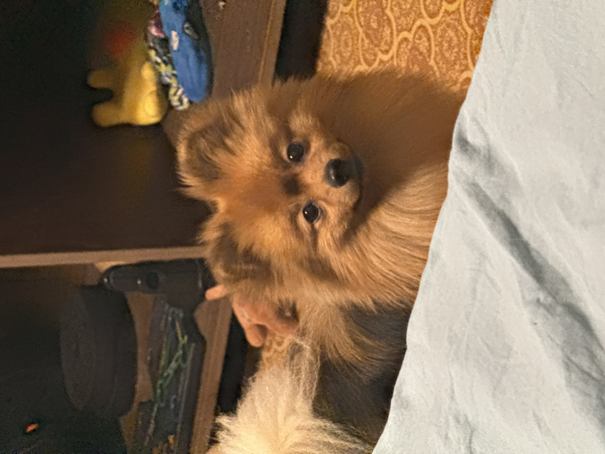A Pomeranian dog with orange-brown fur is lying on a patterned rug, with a light blue blanket in the foreground and a wooden shelf in the background. The dog is looking at the camera with a slight smile. On the shelf, there is a dark circular object, some cables, and a yellow stuffed toy. The scene appears to be indoors, possibly in a living room or bedroom. The location is a private residence in Khimki, Russia.