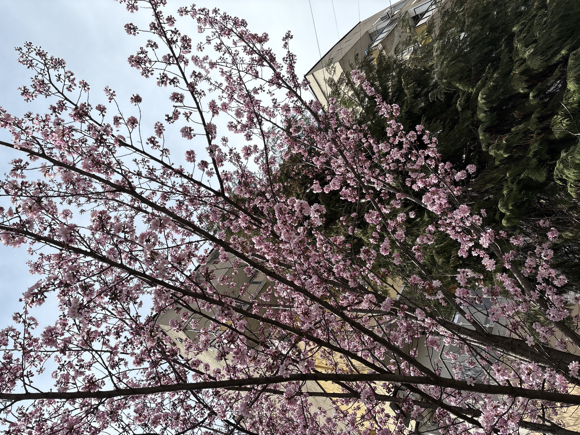 The image shows a flowering tree with pink blossoms in an urban environment. In the background are buildings and coniferous trees. The perspective is from below, looking up through the branches of the tree. The buildings are multi-story structures with visible windows. The sky is overcast. The image appears to be taken during the daytime. While a specific address or details of people and interactions are absent, the location is Panagyurishte, Bulgaria.