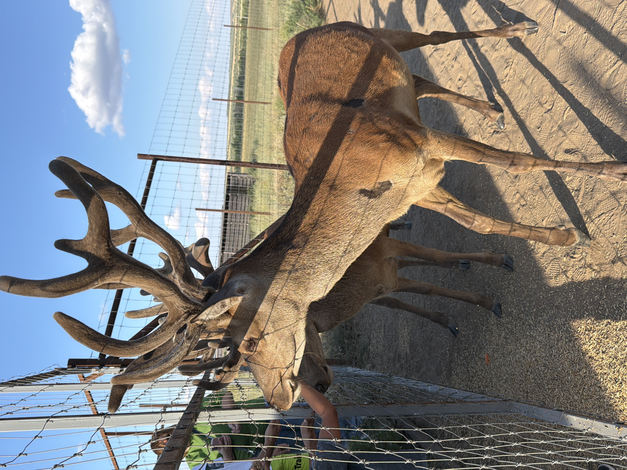 A deer with large, velvety antlers is being fed by people through a fence. The deer is standing in a dirt enclosure with some feed on the ground. In the background, there is a grassy field and a blue sky with some clouds. The scene appears to be at a wildlife park or farm. The location in the city of Горный Балыклей, Russia is not visually evident from the image itself.