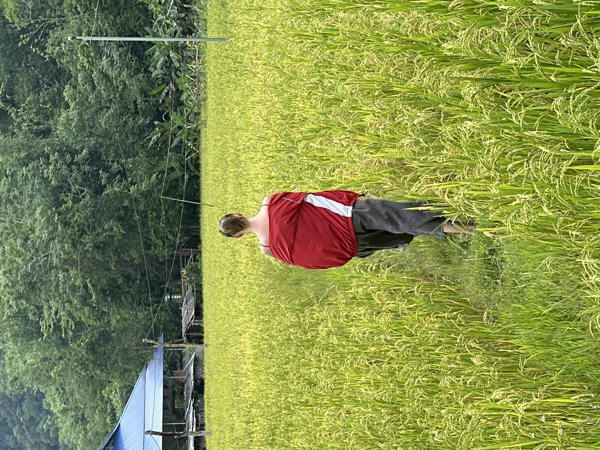 This image depicts a person standing in a vibrant green rice paddy field, viewed from behind. The individual wears a bright red top with a diagonal white stripe across the back, paired with dark-colored pants. They are facing away from the camera, seemingly observing the expansive field or walking through it.
The rice plants in the foreground and midground are lush and densely packed, showcasing varying shades of green and yellow, indicating they are mature or nearing harvest. In the background, a thick wall of verdant trees and tropical foliage creates a natural boundary. Towards the left side of the image, nestled among the trees, are several rustic structures, one distinctly identifiable by its bright blue tarp roof. A tall, slender metallic pole stands upright in the left background, with thin lines, possibly power lines or clotheslines, extending horizontally from it across the scene.
The lighting appears soft and diffused, suggesting an overcast day or early morning/late afternoon, as there are no harsh shadows. The scene portrays a tranquil, rural agricultural landscape characteristic of Ngọc Đường Commune, Vietnam. No visible text is present in the image.