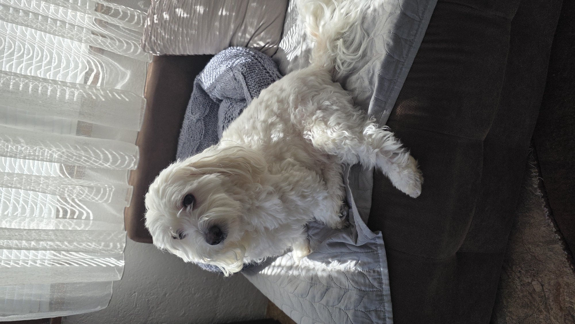 A white, fluffy dog, possibly a Maltese or a similar small breed, rests comfortably on a dark brown sofa indoors in Blagoevgrad, Bulgaria. The dog is positioned with its body facing left in the frame, while its head is turned slightly towards the viewer, with its dark eyes looking directly into the camera. Its long, wavy white fur is highlighted by bright sunlight.
The setting appears to be a cozy living space, with the dog lying on a light grey quilted throw blanket that covers part of the sofa. Another grey knitted blanket is visible bunched up behind the dog. Strong, natural light streams in from a window on the left, casting distinct striped and wavy shadow patterns onto the sheer white curtains, the dog's fur, and the blankets, indicating a sunny daytime. The lighting suggests either morning or late afternoon, with the sun low enough to project patterns through the window coverings. A dark rug or floor is partially visible in the bottom right corner. There is no visible text in the image.