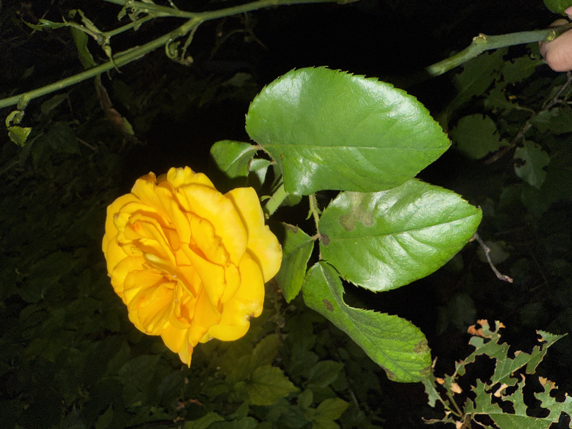 A close-up, low-light shot captures a vibrant yellow rose blooming against a dark, leafy background, likely in the city of Balaklavskyi Okruh, Ukraine. The rose, with its numerous layered petals, is the primary subject, illuminated by an unseen light source that highlights its rich color and delicate textures. Below the bloom, two large, glossy green leaves with serrated edges are visible. One leaf on the left shows signs of damage with small brown spots and a jagged edge, suggesting it has been eaten by insects. A thin, green stem with small budding leaves extends vertically on the right side of the frame, providing a sense of the plant's structure. The background is a blur of dark green foliage, creating a sense of depth and emphasizing the brightly colored rose. A portion of a person's hand is visible at the bottom right corner, partially obscuring the lower part of the stem, suggesting the image was taken by someone holding or interacting with the plant. The overall mood is one of natural beauty captured in a dimly lit, possibly nocturnal, setting.
