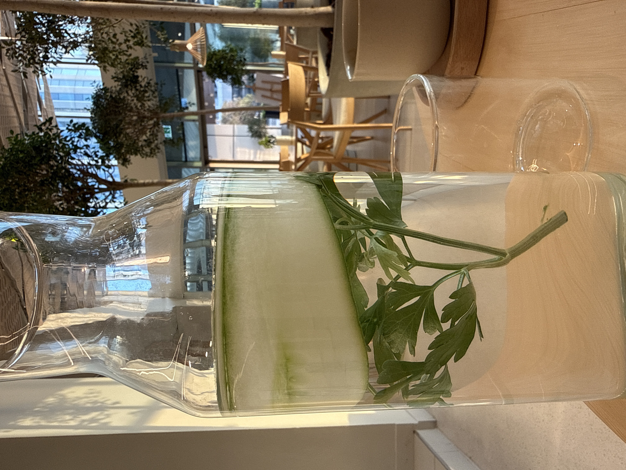 This is a close-up, eye-level shot of a glass pitcher filled with water, cucumber slices, and sprigs of parsley. The pitcher is situated on a light wooden surface, to the left of an empty clear glass. In the background, through a large window, a restaurant or cafe setting is visible, with wooden chairs and tables, and potted trees. The overall impression is one of a refreshing and healthy beverage in a modern, bright environment. The presence of large potted trees and the architectural style of the building in the background suggest an indoor, climate-controlled space. The lighting indicates it's daytime, with sunlight casting shadows on the left side of the pitcher. The location is likely an establishment in Dubai, United Arab Emirates, known for its modern architecture, indoor green spaces, and contemporary dining establishments. No people are visible in the frame.