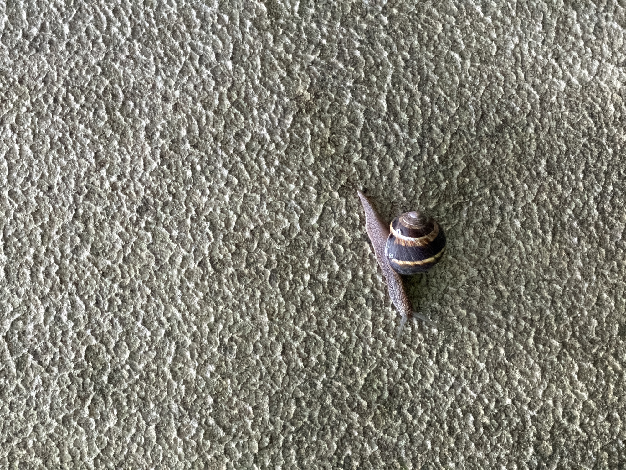 The image shows a snail crawling on a rough, textured surface. The snail has a spiraled shell with alternating dark and light bands. Its body is extended, and its tentacles are visible. The background is a uniform, granular texture. The location in Burgas, Bulgaria, is not evident from the image itself. There are no people, other subjects, objects, actions, or interactions visible other than the snail on the textured surface.