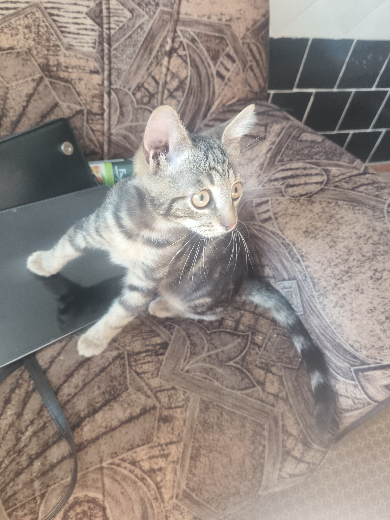 A tabby kitten is sitting on a couch with a patterned fabric. The kitten has grey and black stripes, yellow eyes, and white whiskers. It is looking towards the right side of the image. In the background, there is a black tiled wall. To the left of the kitten, a dark, rectangular object, possibly a laptop or tablet, is visible. The overall scene appears to be indoors, likely in a home environment. There is no indication of the location within Vologda, Russia.