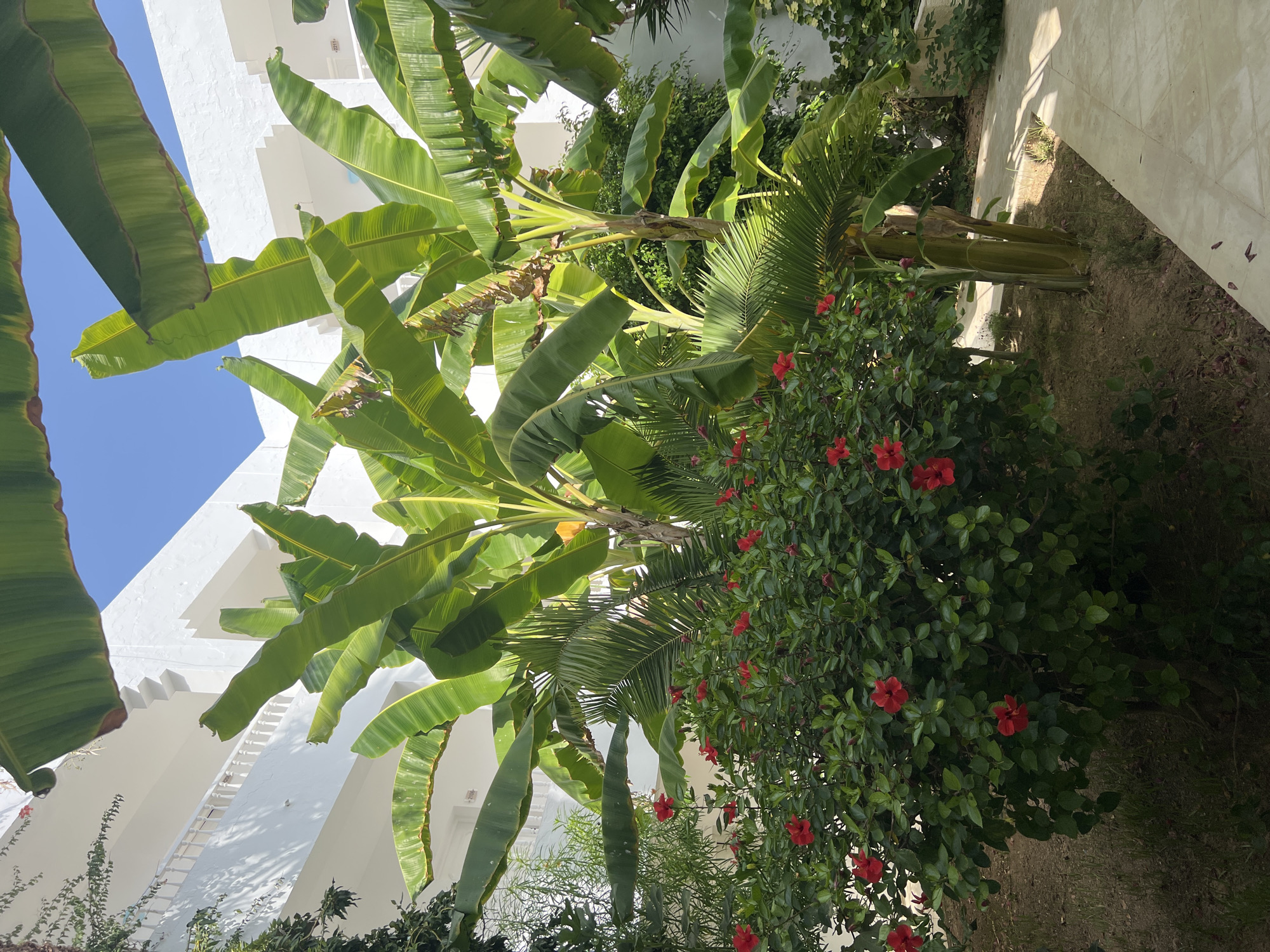 In the city of Hiboun, Tunisia, a vibrant courtyard is captured under a clear blue sky. Tall banana trees dominate the scene with their broad, green leaves, some showing signs of browning along the edges. Beneath them, a lush green bush is adorned with numerous bright red hibiscus flowers. The courtyard features a modern white building with multiple stories, its clean lines and architectural details visible in the background, including white balustrades and some visible room numbers. A paved walkway, made of light-colored square tiles, curves through the courtyard, leading the eye towards the building. The ground surrounding the plants is covered in dry earth, with scattered fallen leaves and petals adding to the natural, yet maintained, aesthetic of the outdoor space. The lighting suggests it is daytime, with shadows cast by the sun highlighting the textures of the plants and architecture. No people are visible in the image.