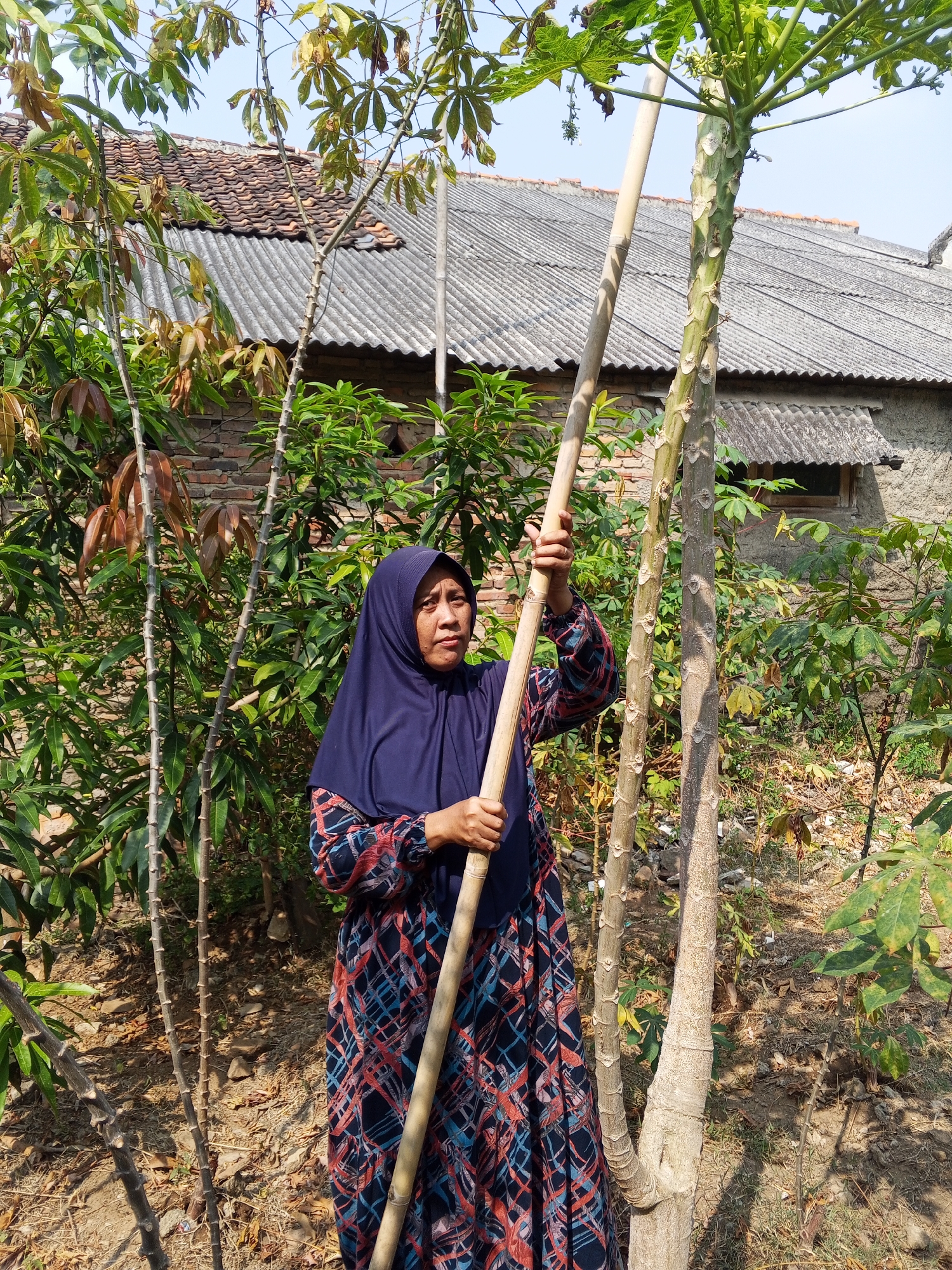 A woman wearing a dark blue hijab and a patterned dress stands in an outdoor area. She is holding a long, light-colored pole vertically with both hands. The pole appears to be made of bamboo. She is positioned to the left of a papaya tree, which has a segmented trunk. In the background, there is a building with a tiled roof and a corrugated roof section. Vegetation, including leafy plants and trees, is present throughout the scene. The ground is covered with dry leaves and soil. The sky is clear and blue. The scene is likely located in Ciruas, Indonesia, given the context.