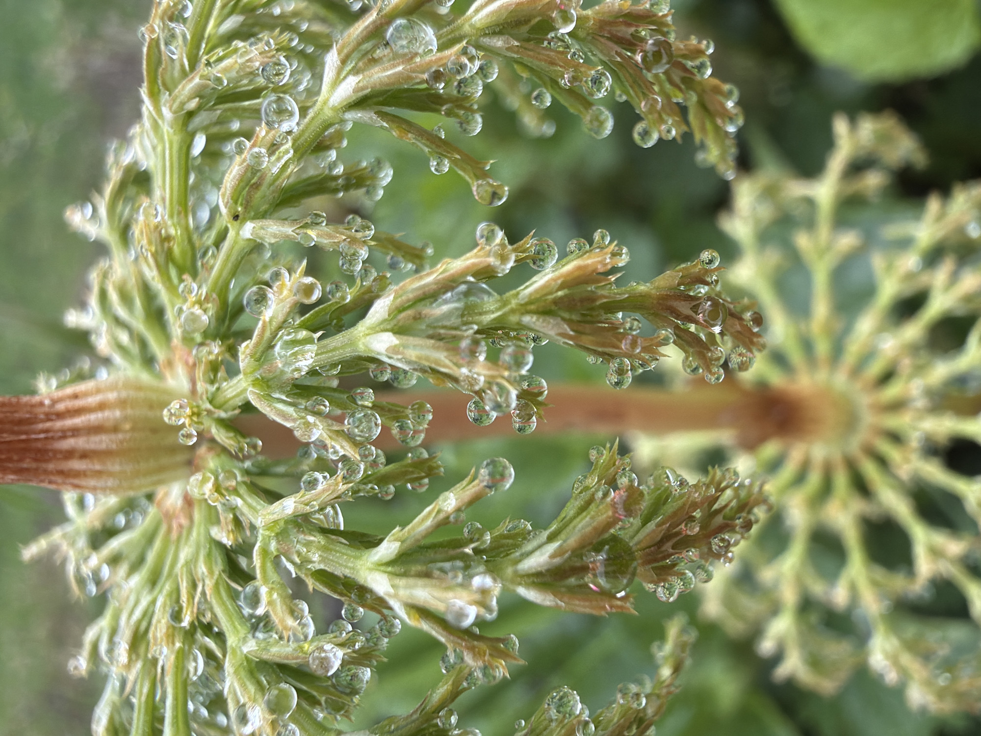 The image shows two horsetail plants covered in water droplets. The droplets are clear and spherical, clinging to the fine, feathery branches of the plants. One plant is in sharp focus in the foreground, while the other is slightly blurred in the background. The background also contains other green foliage. The location is not discernible from the image. There are no people visible in the image.