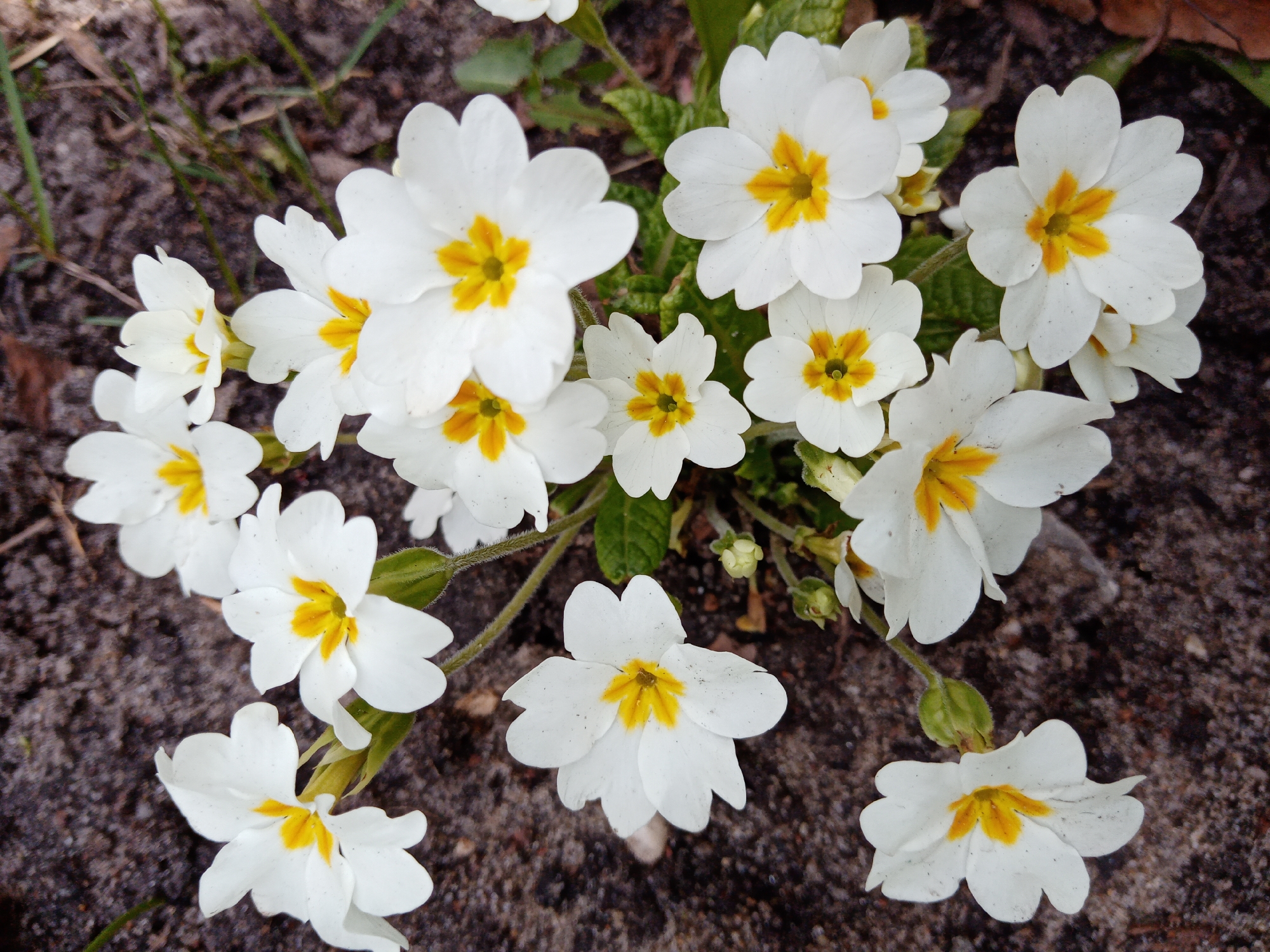 The image shows a cluster of white primrose flowers with yellow centers blooming in Elektrostal, Russia. The flowers are surrounded by soil and sparse greenery.