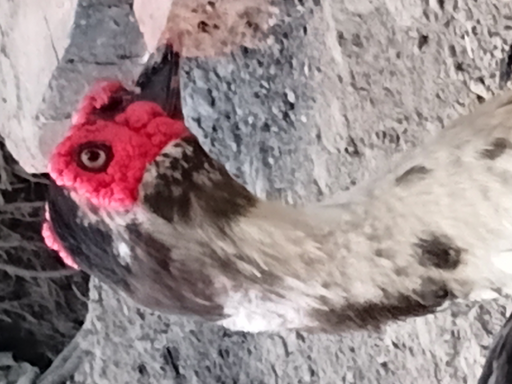 A Muscovy duck is shown from the chest up in a close-up, profile view. The duck has a dark brown and white speckled body and neck. Its head is dark brown with a striking bright red caruncle on its face surrounding its eye. The eye is round with a dark pupil. The duck is outdoors, with a background of rough, greyish-brown textured ground, possibly dirt and rocks, with some larger, lighter-colored rocks and a hint of a brick structure on the right side of the frame. The lighting suggests it is daytime, but it is not intensely bright. There is no indication of the specific location within Margo Rukun, Indonesia.