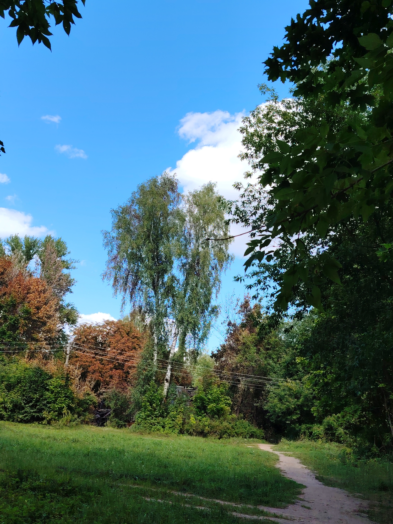 A dirt path winds through a grassy clearing in Konakovo, Russia. Lush green grass dominates the foreground, with a sandy path curving into the background. On either side of the path, dense foliage and trees create a natural border. A prominent birch tree stands tall in the center, its white bark contrasting with the surrounding greenery. To the left, trees display a mix of green and autumnal brown foliage. Overhead, a vibrant blue sky is dotted with fluffy white clouds. Power lines are visible strung between utility poles, suggesting the proximity of civilization to this natural setting. The overall scene depicts a tranquil, sunlit outdoor environment.