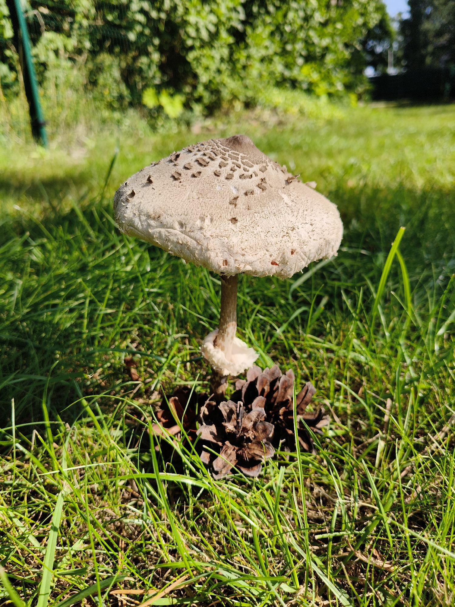 A close-up, low-angle shot focuses on a parasol mushroom and a pine cone resting on a grassy lawn in Bigauņciems, Latvia. The mushroom, positioned centrally, has a wide, pale cap with dark brown scales and a slender, textured stem. The pine cone, situated directly in front of the mushroom's stem, displays its characteristic woody texture. The surrounding environment is a vibrant green lawn with blades of grass varying in length and angle, suggesting it is outdoors. In the background, a blur of green foliage from trees and bushes is visible, with a hint of blue sky and possibly a fence post on the left. The lighting indicates a sunny day, casting shadows and highlighting the textures of the subjects.