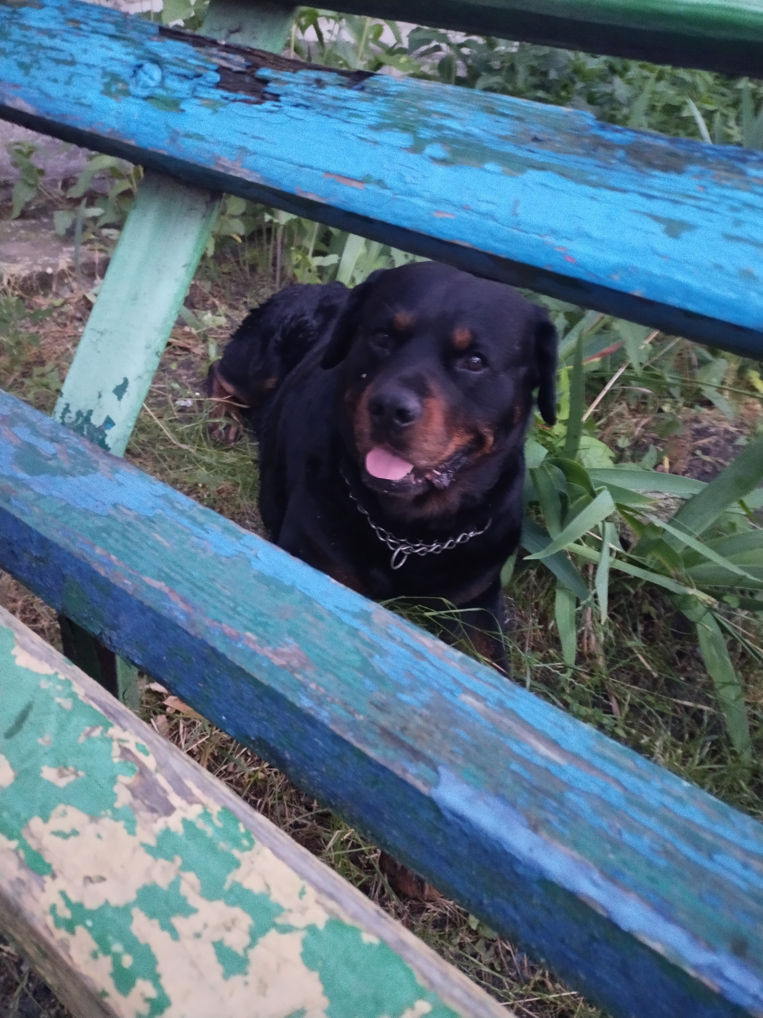 A Rottweiler dog with a metal chain collar lies on the ground behind a weathered, blue and green painted wooden bench. The dog's tongue is hanging out, and its mouth is slightly open. The ground is covered in dry grass and some green vegetation. The scene appears to be outdoors, possibly in a park or a yard. There are no people or other animals visible in the image. The photograph was taken in Horishni Plavni, Ukraine.