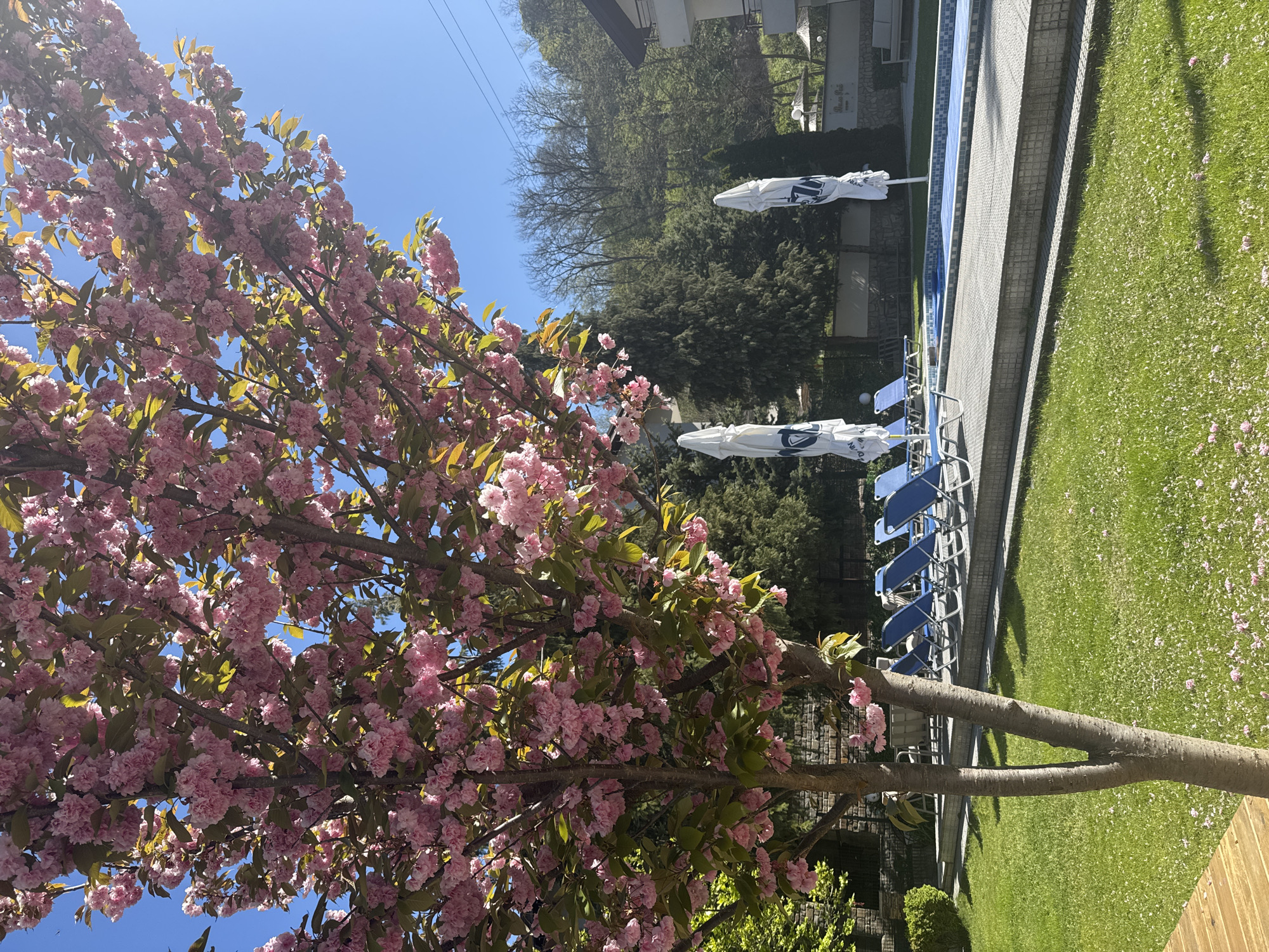 A sunny day in Marchevo, Bulgaria. A cherry blossom tree stands in the foreground. Behind it is a swimming pool with blue lounge chairs and white umbrellas. A grassy lawn stretches beside the pool, dotted with fallen pink blossoms. A building and trees are visible in the background.