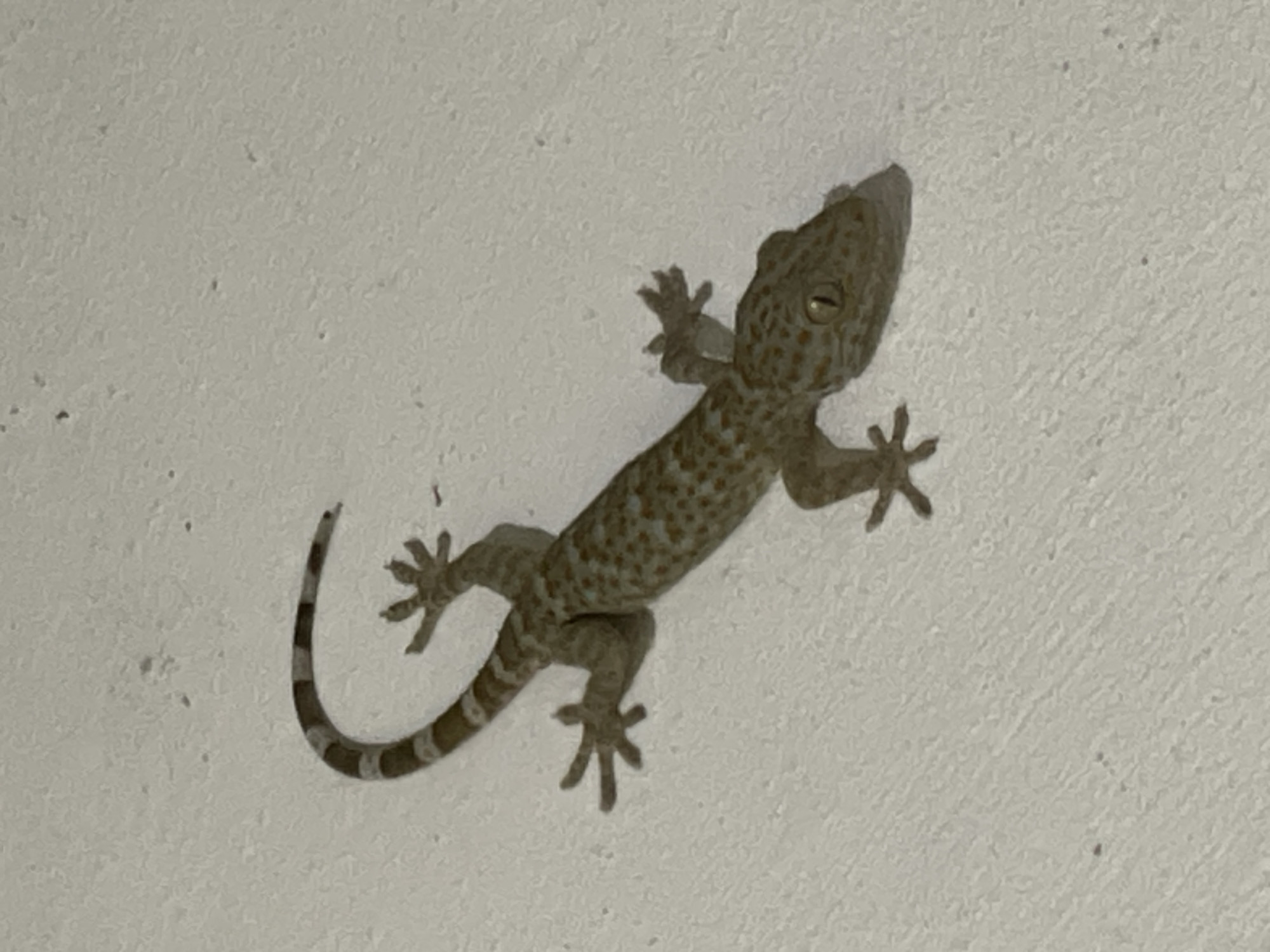 A gecko with a spotted body and striped tail is clinging to a textured, off-white wall. The gecko is positioned at a slight angle, with its head pointing towards the top right of the frame. Its eyes are visible, and its feet are spread out to grip the wall. The location is Bacong, Philippines.
