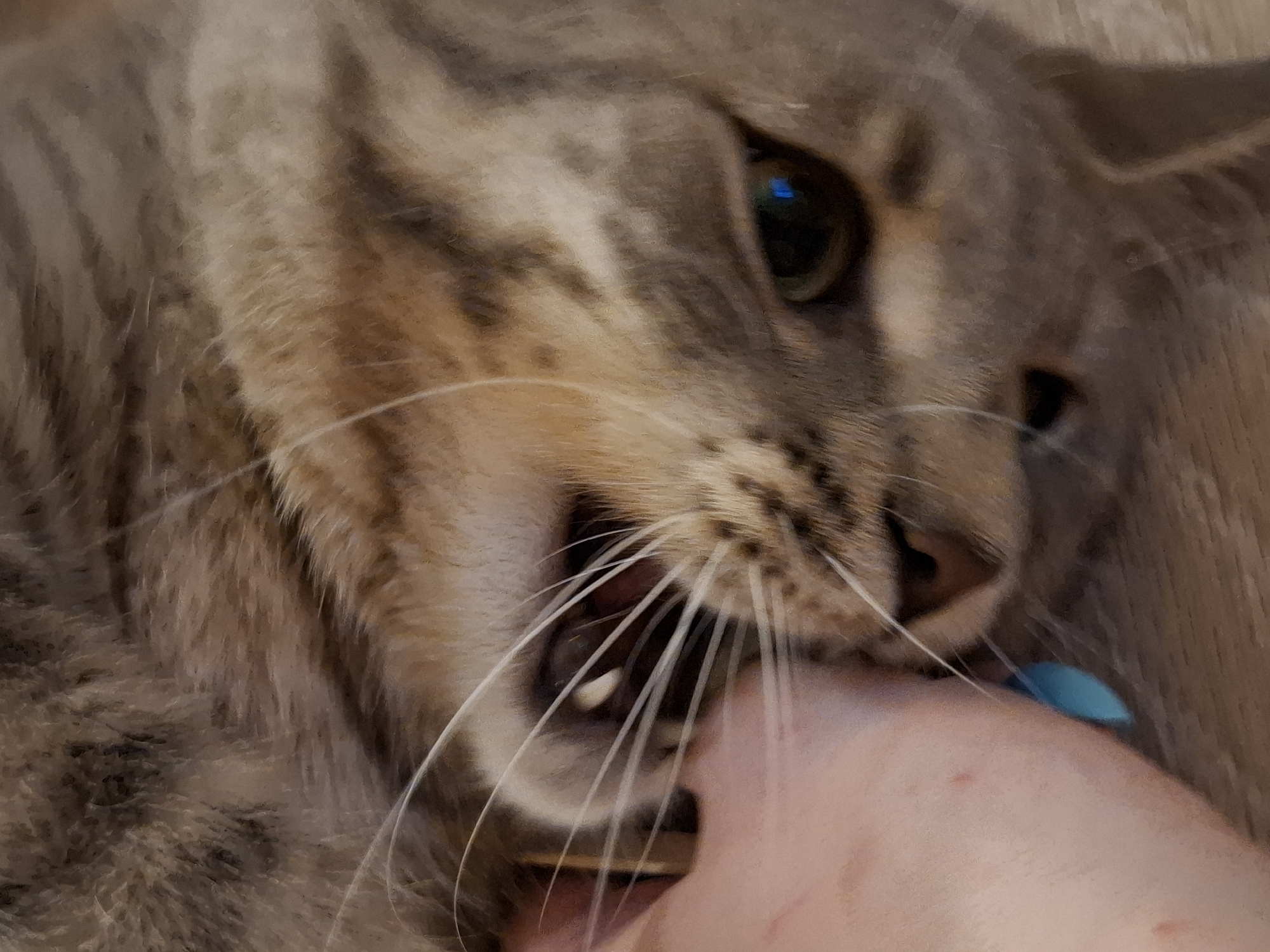 The image is a close-up, head-on, slightly tilted shot of a tabby cat's face as it interacts with a person's hand. The cat's fur is a mix of brown, gray, and black stripes. Its eyes are partially closed, with a green iris and a distinct blue reflection visible in the right eye. The cat's whiskers are long and white, fanning out from its muzzle. A small white canine tooth is visible as the cat appears to be gently biting or nipping at the person's index finger. The hand is pale with a few red spots, and a bright turquoise fingernail polish is visible on the thumb. The background appears to be a wooden surface. The scene is an indoor setting, likely a home. There is no information to indicate the location in Zemun Urban Municipality, Serbia.