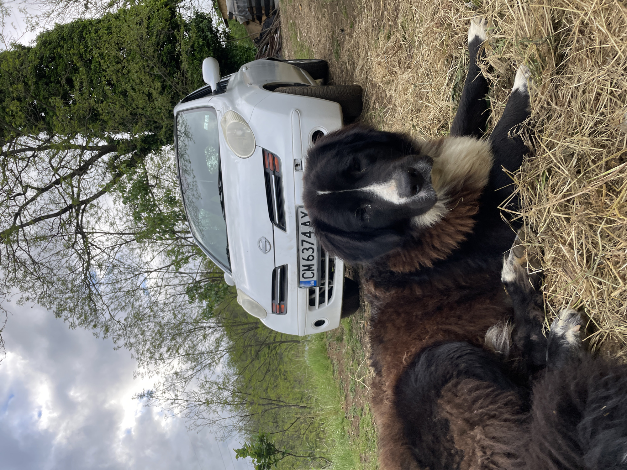 The image depicts a dog lying on dry grass next to a white Nissan Micra car in what appears to be a rural or semi-rural location. The dog is a large breed with black and brown fur and white markings on its face and paws. The car has a Bulgarian license plate "CM 6374 AY". The background includes trees, a cloudy sky, and some wooden objects, possibly firewood. While the image is taken outdoors with natural light, there is no specific information or visual cues to confirm that this image comes from the city of Zlatograd, Bulgaria.