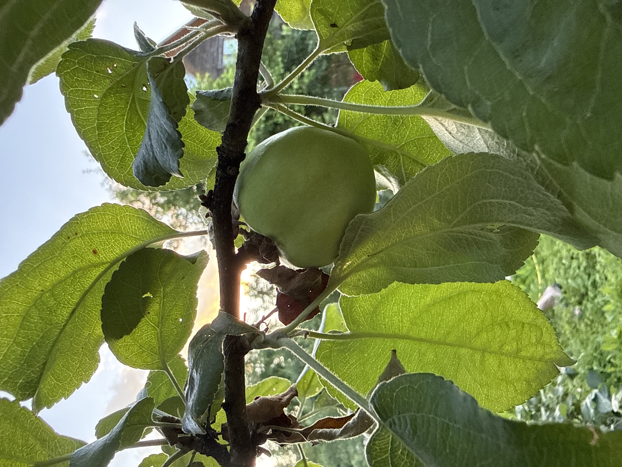 A close-up shot shows a small, unripe green apple nestled among lush green leaves and branches of an apple tree. The sun shines brightly through the leaves, creating a dappled lighting effect and highlighting the intricate veins of the foliage. The background is softly blurred, suggesting an outdoor setting, possibly a garden or orchard, with hints of other greenery and structures. The overall impression is one of natural growth and the early stages of fruit development. The image appears to have been taken during daylight hours, with the sun's position indicating it might be morning or late afternoon. There is no visible text in the image. The setting is Дзержинец-83 Снт, Russia.