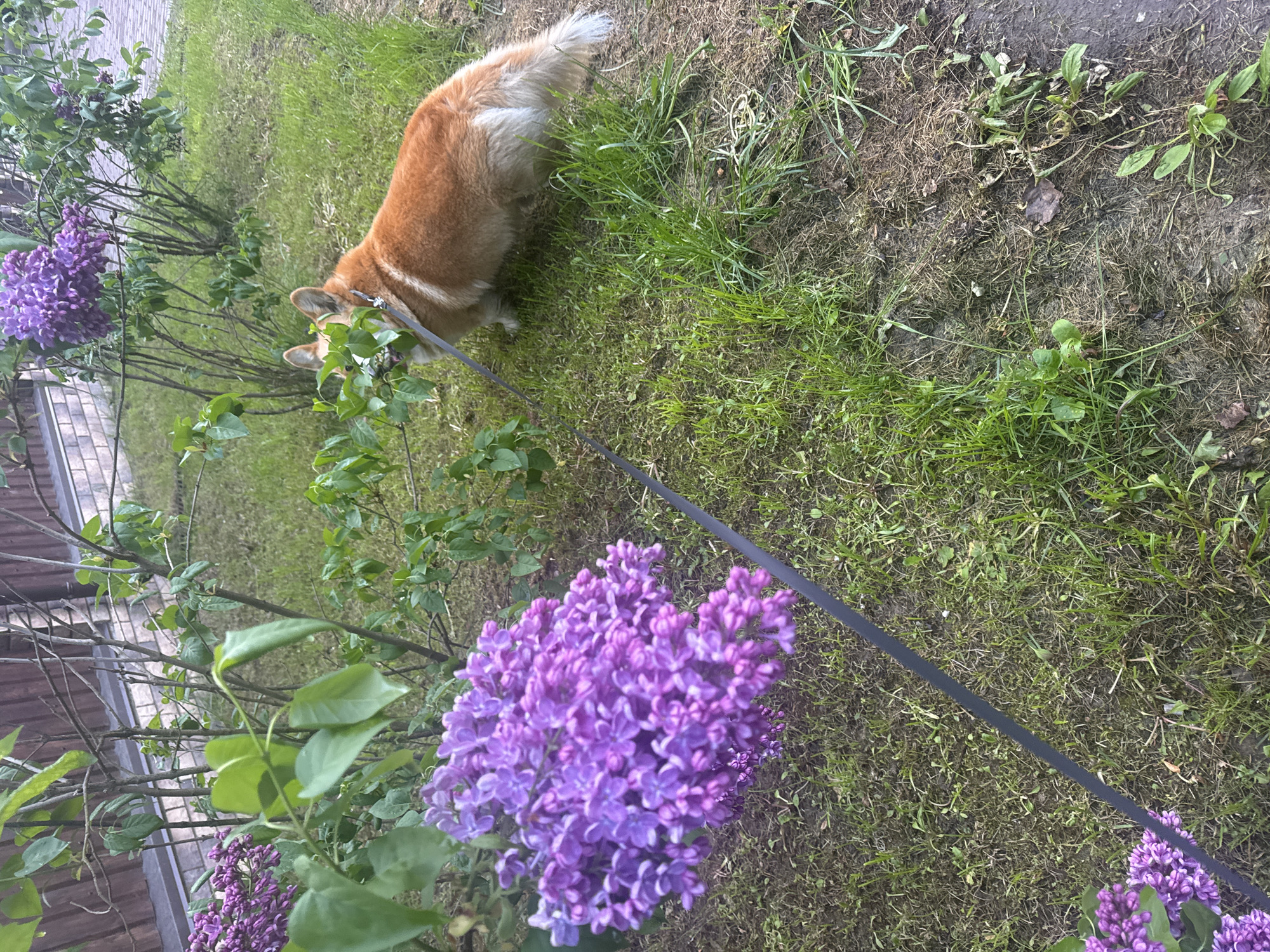 A medium shot depicts a corgi dog on a leash in a garden setting in Зеленые Холмы Кп, Russia. The corgi, predominantly brown and white, is near a shrub, potentially eating or sniffing at its leaves. A large cluster of purple lilac flowers is in the foreground. The ground is covered in patchy green grass and bare earth. A black leash is visible, running diagonally across the frame. The scene suggests an outdoor, residential environment.