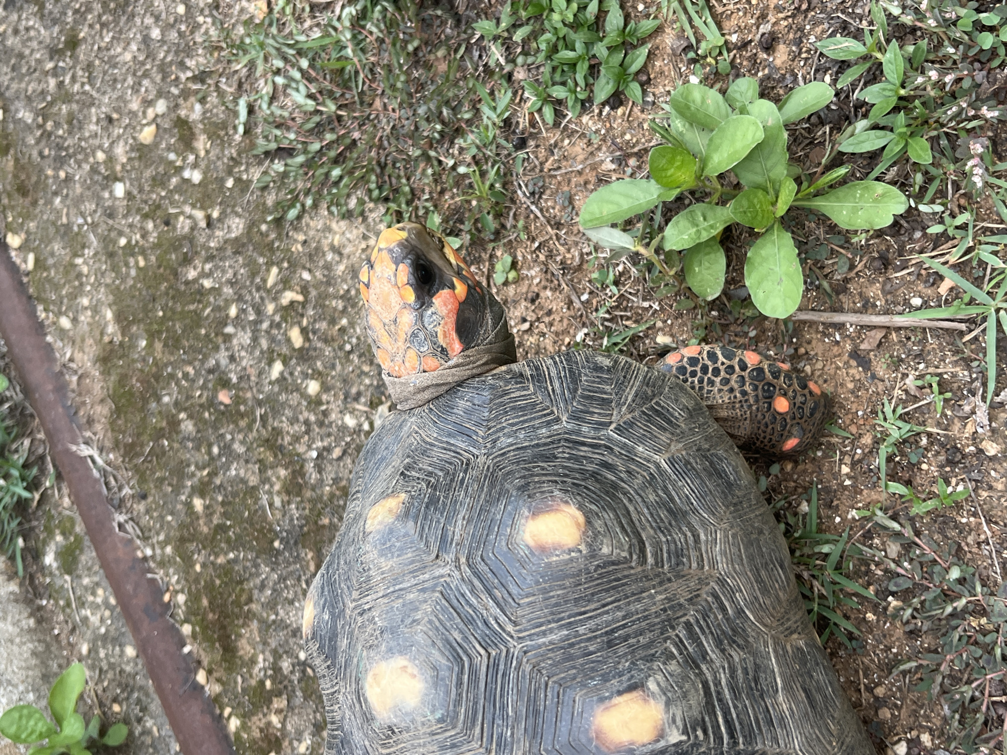 A red-footed tortoise is pictured outdoors, on what appears to be a dirt and gravel ground with patches of green grass and a concrete slab. A rusty metal bar runs horizontally across the top of the image. The tortoise, with its characteristic dark, patterned shell and orange markings on its head and legs, is looking to the right. The environment suggests a rural or semi-urban setting, possibly within Tinaquillo, Venezuela.