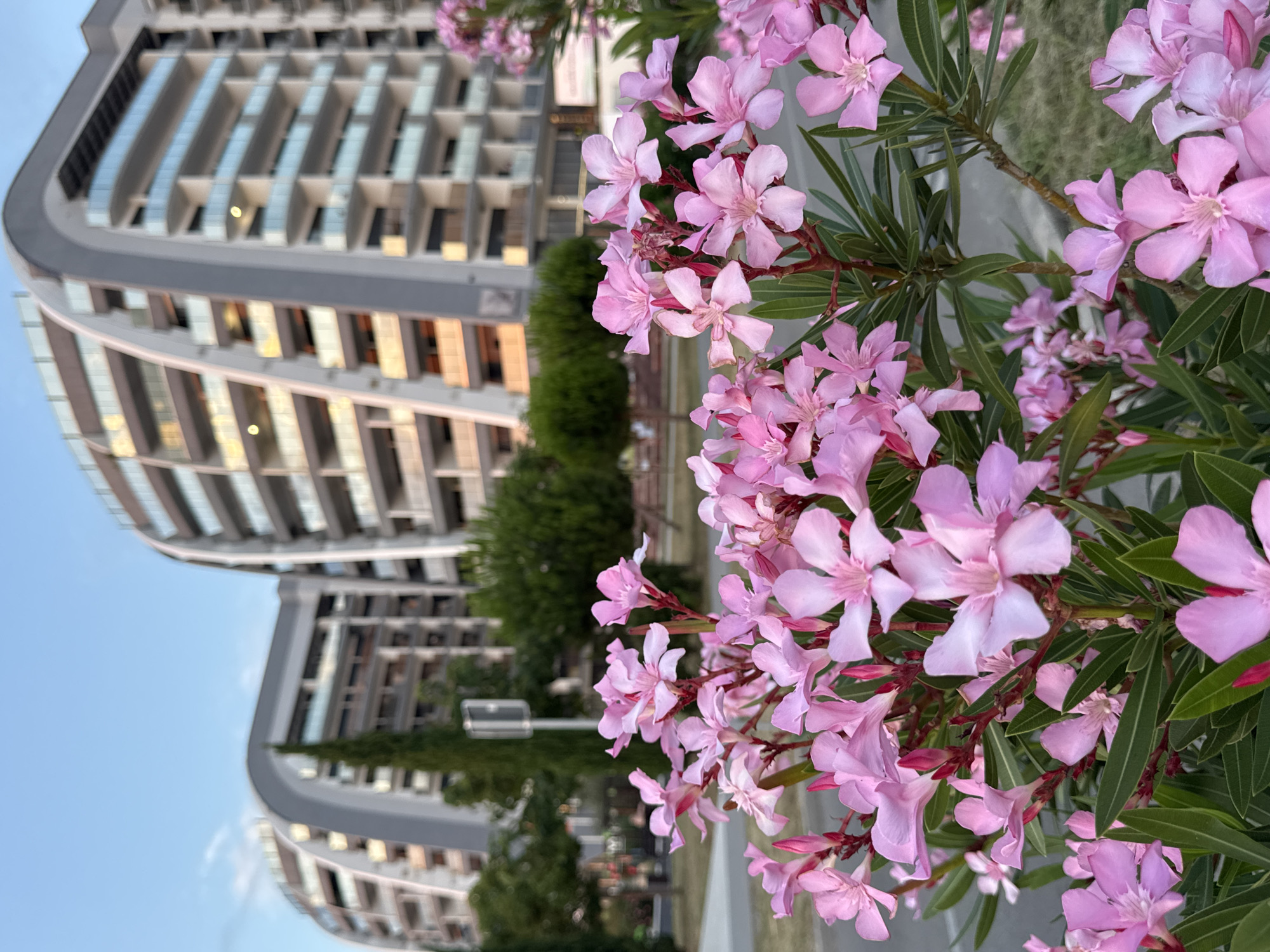 In the foreground, a cluster of delicate pink oleander flowers with visible green leaves dominates the frame. Behind the flowers, modern apartment buildings with curved architecture and balconies are visible against a clear blue sky with subtle clouds. The buildings are tall and appear to be in a developed urban area. A tall, slender tree stands between the flowers and the buildings, along with some other greenery. The lighting suggests it is either early morning or late afternoon. The scene is likely a residential area in Bar, Montenegro, possibly along the coast given the style of the architecture and the flowering plants. There are no people or animals present in the image.