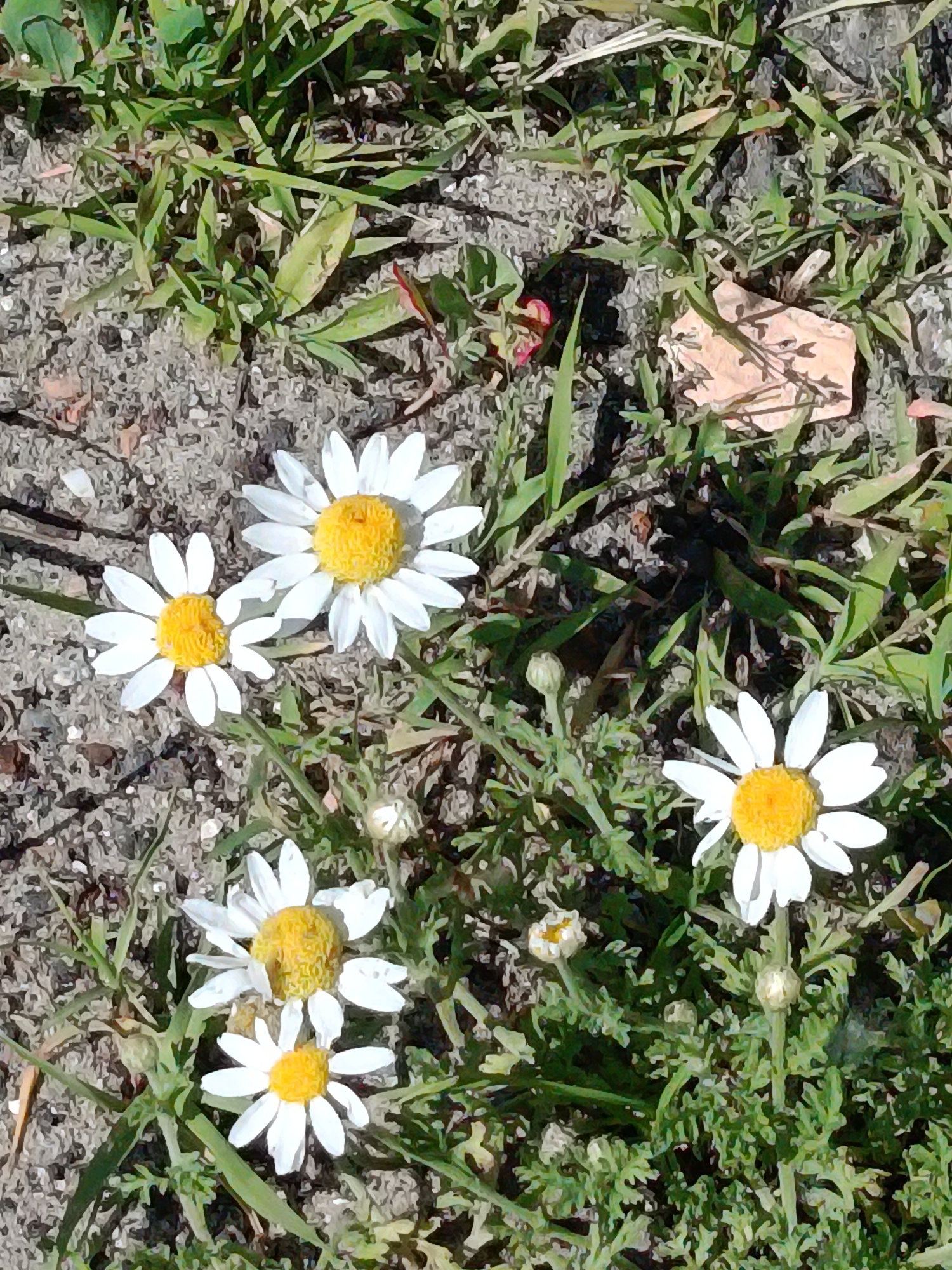 The image displays a close-up, overhead view of a patch of ground covered in dry, greyish soil and sparse green grass. Several white daisies with yellow centers are scattered across the scene. Two daisies are prominently featured in the upper left quadrant, with one slightly larger than the other. Another daisy is visible in the lower right quadrant, and parts of two more are present in the lower left. There are also several closed buds and a dried, light-brown leaf or piece of debris in the upper right. The overall impression is one of a natural, outdoor environment, likely a park or uncultivated area. There are no people or specific landmarks identifiable that would allow for pinpointing a location within Kyiv, Ukraine.