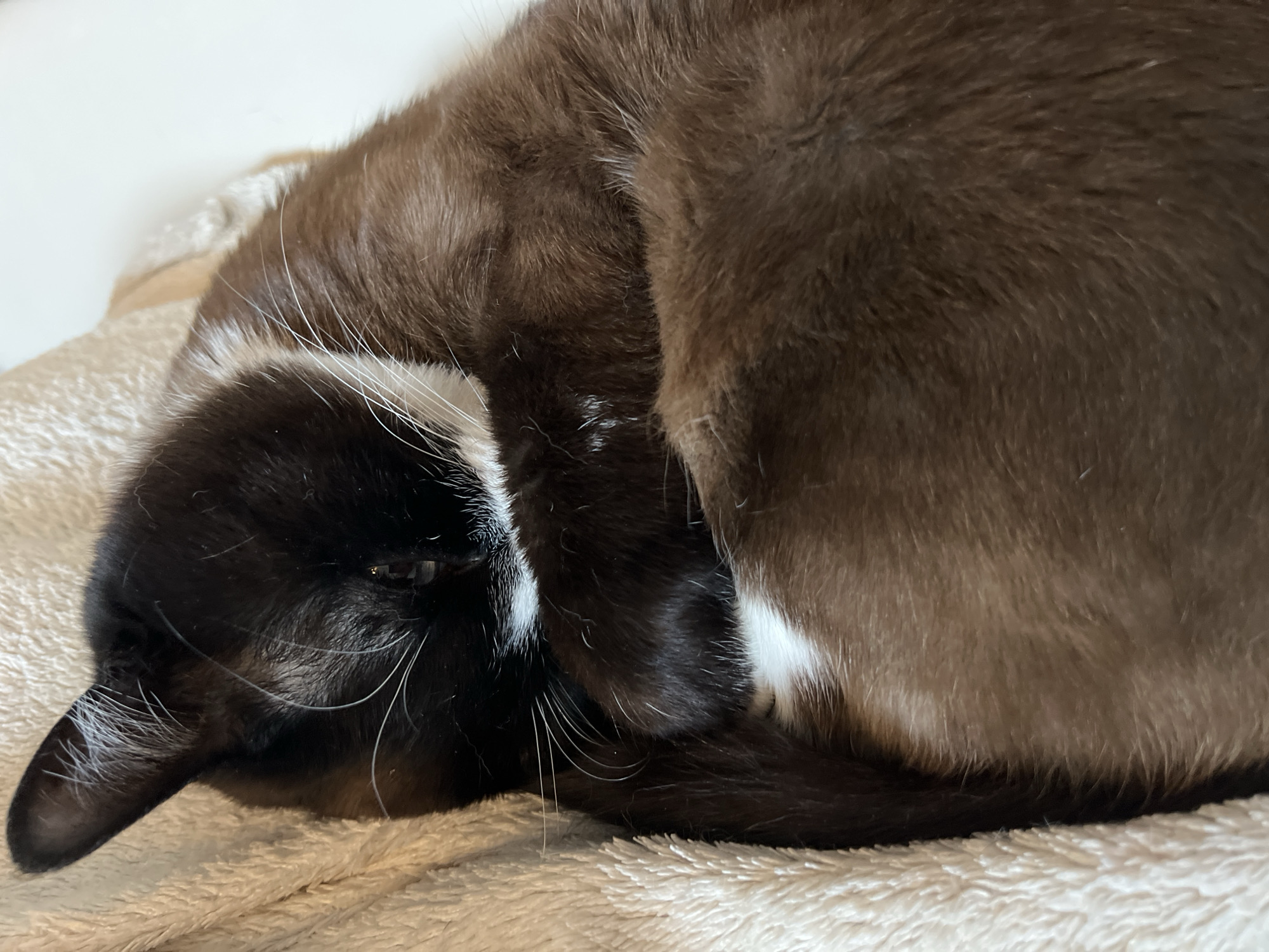 A domestic cat is captured in a close-up, curled up and resting peacefully on a light-colored, fluffy blanket. The cat has a dark brown or black body with notable white markings on its face, particularly around the muzzle and chin, and prominent white whiskers. One eye is partially visible, suggesting a state of deep relaxation or sleep. A patch of white fur is also visible on its chest or neck area, contrasting with its darker fur. The textured, cream-colored blanket provides a soft and inviting surface for the cat. The image conveys a sense of calm and comfort within an indoor setting. There are no other subjects, specific objects, or visible text. Based on the provided context, the scene is set in Noviy, Russia.